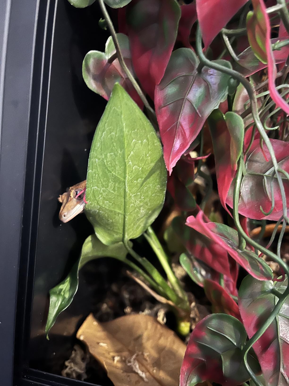 33 Gallon PVC Tall Reptile Tank/Terrarium, RepWild 18