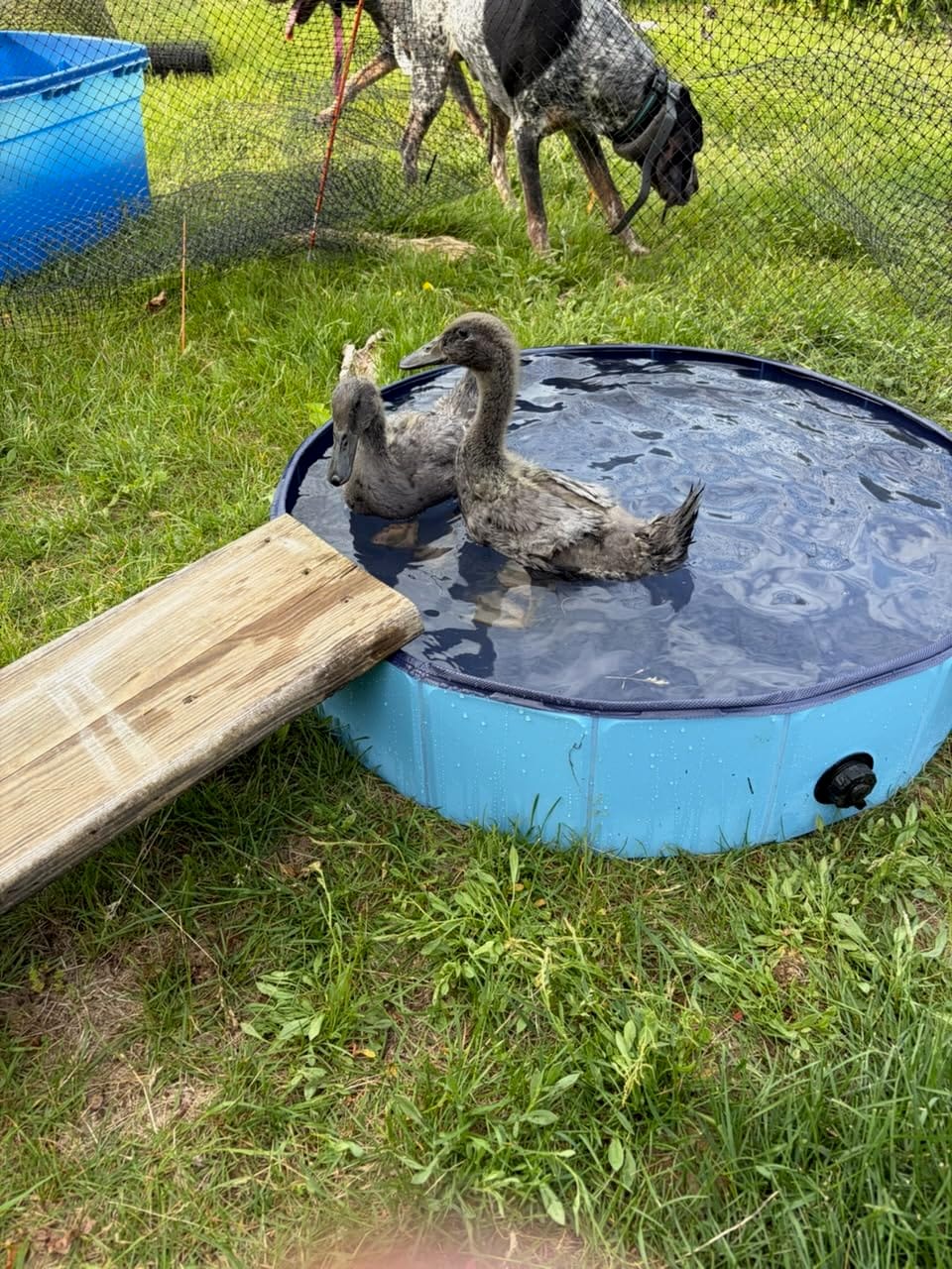 Foldable Duck Pool, Portable Hard Plastic Duck Pond Tub, Collapsible Duck Pools for Pet Ducks, Dogs and Cats - Indoor & Outdoor Use, Hard Shell, Easy to Clean and Store customer photo 1