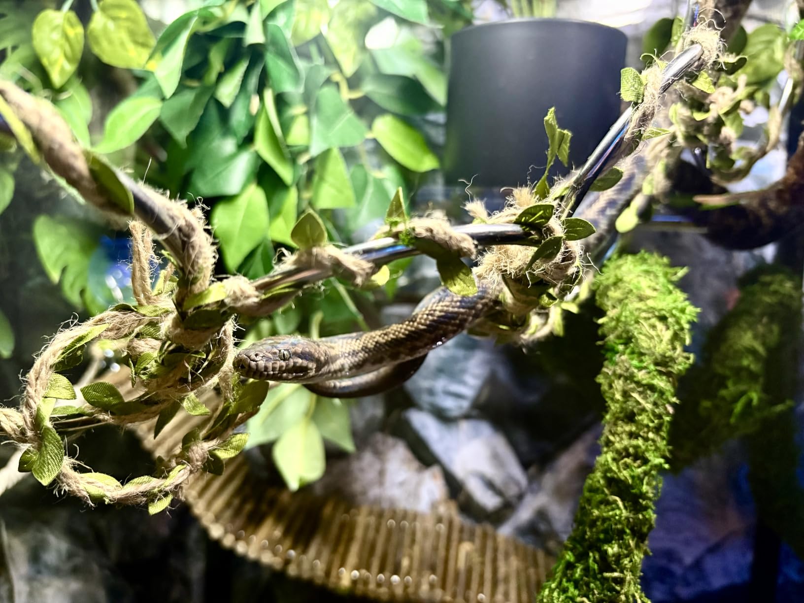 USMOLA Moss Vine for Reptiles, Bendable Climbing Vines Reptile Tank Accessories, Natural Moss Rope for Leopard Gecko, Lizard, Snake, Chameleon, Frog Terrarium Decor (Jungle Green, 6.5 FT) customer photo 1