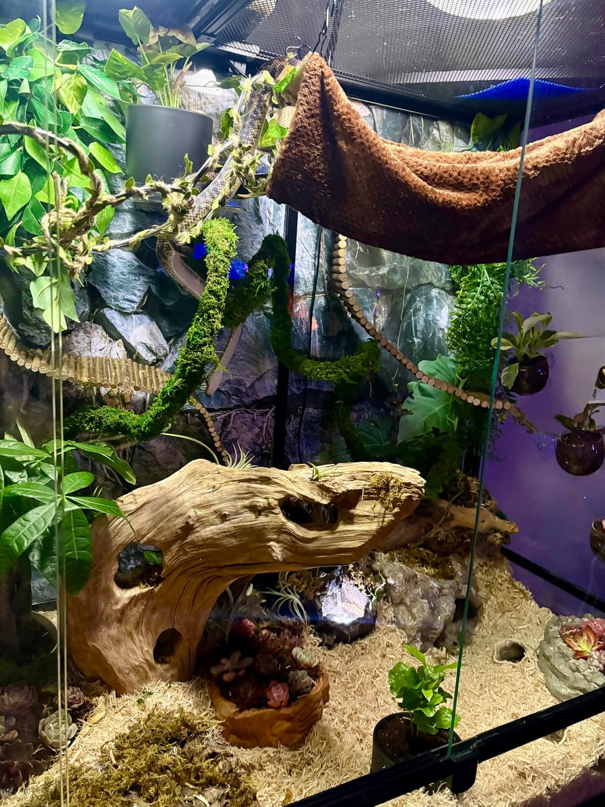 USMOLA Moss Vine for Reptiles, Bendable Climbing Vines Reptile Tank Accessories, Natural Moss Rope for Leopard Gecko, Lizard, Snake, Chameleon, Frog Terrarium Decor (Jungle Green, 6.5 FT) customer photo 2