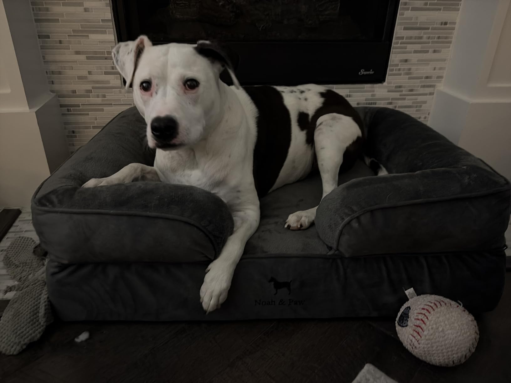 NOAH & PAW Giant Dog Bed XXL, 55x45x11 Inch, Orthopedic Dog Beds, Eggshell Memory Foam Infused with Cooling Gel, Inner Cover, Water Resistant, Machine Washable (Velvet Sofa Collection) customer photo 1