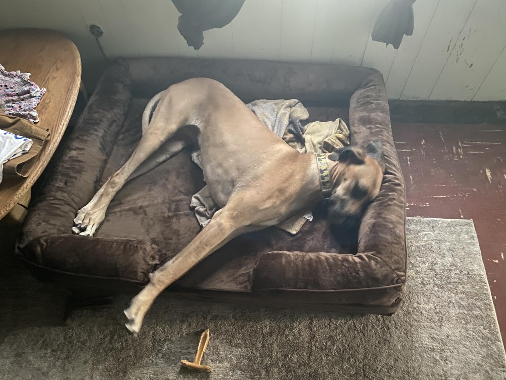 NOAH & PAW Giant Dog Bed XXL, 55x45x11 Inch, Orthopedic Dog Beds, Eggshell Memory Foam Infused with Cooling Gel, Inner Cover, Water Resistant, Machine Washable (Velvet Sofa Collection) customer photo 2