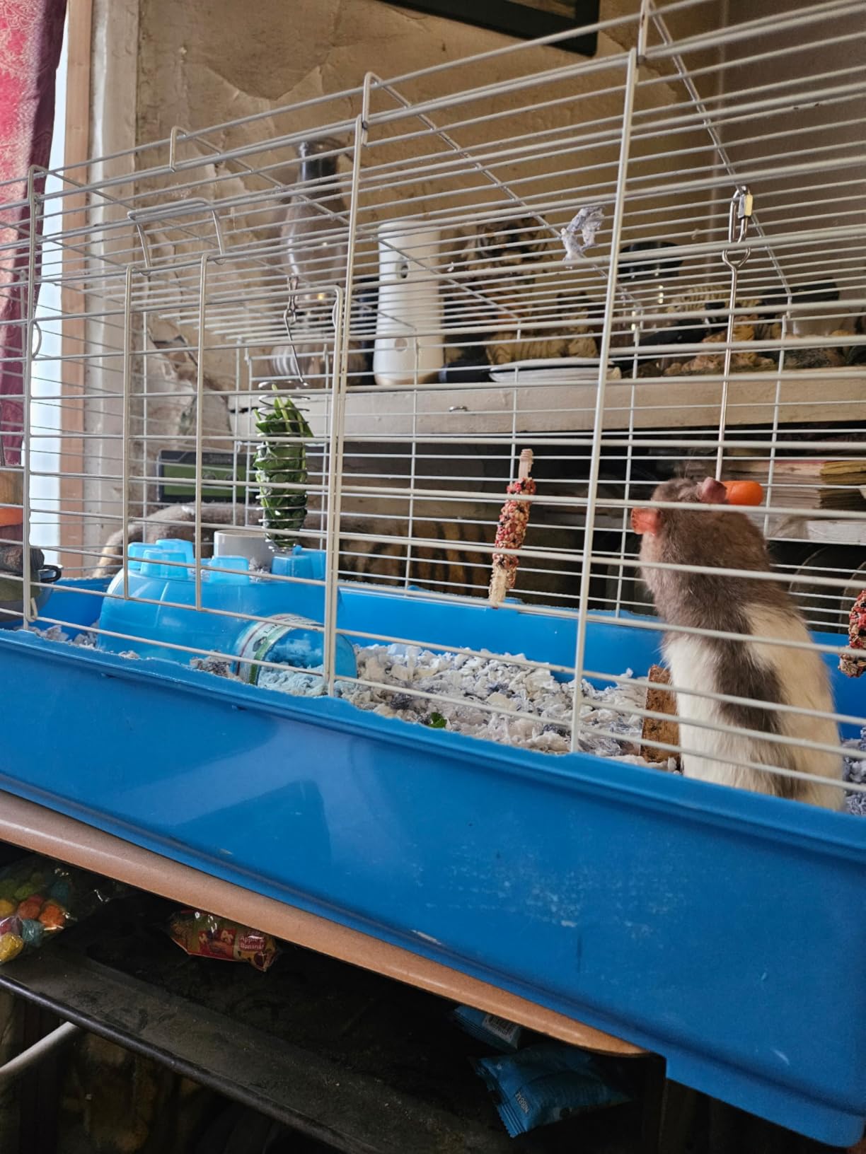 2Pcs Rat Enrichment Toys, 304 Stainless Steel Holder for Fruit Veggie | Fancy Mice Cage Puzzle Toy, Hanging Rodent Slow Feeder to Keep Pets Healthy, Bird Foraging Toy for Parakeet, Dishwasher Safe customer photo 1
