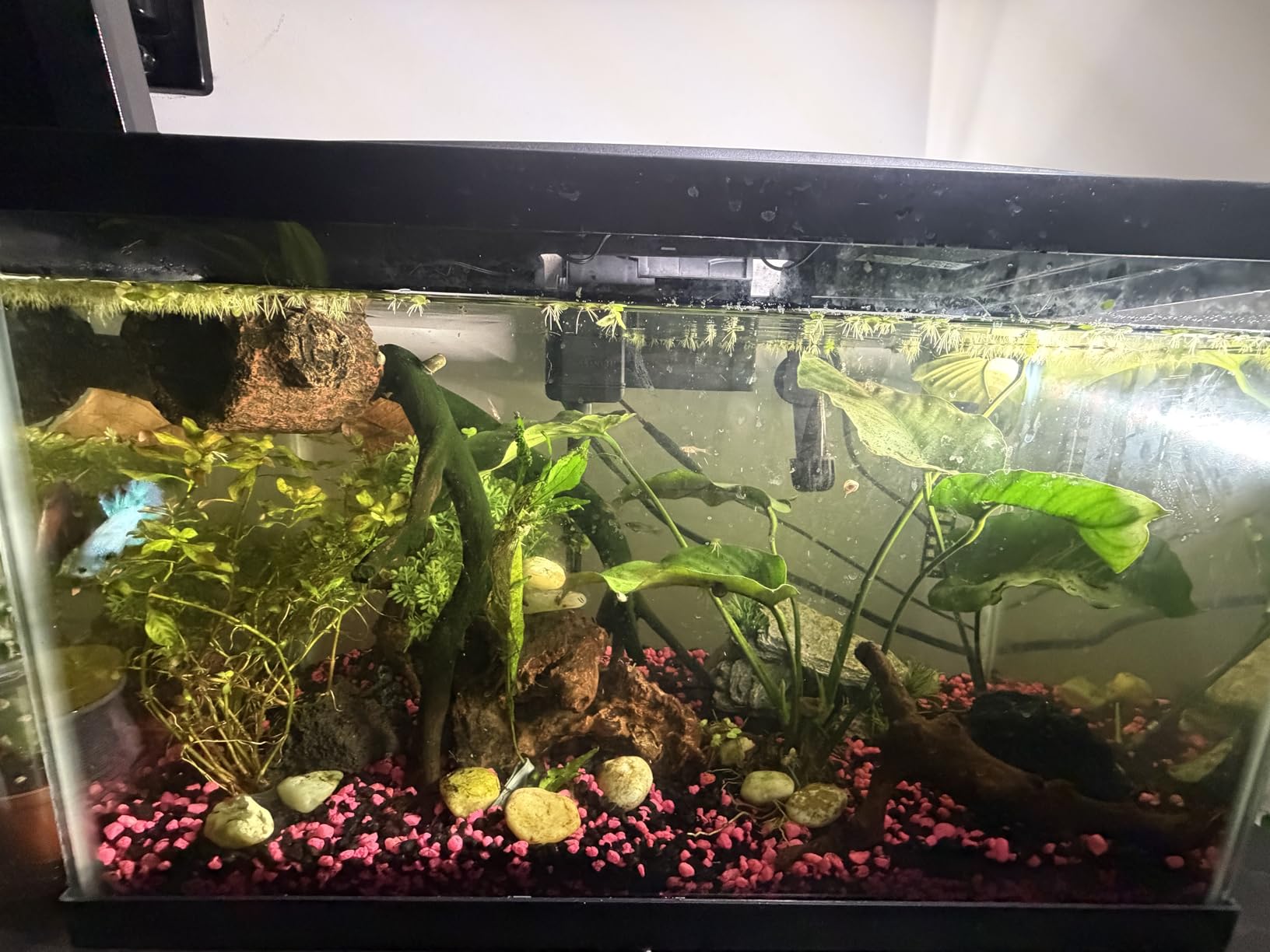 Aqueon Aquarium Starter Kit with Smart Clean Filtration and LED Lighting, Freshwater and Saltwater Fish, Perfect for Tetras, Guppies, Platies, 10-Gallon customer photo 1
