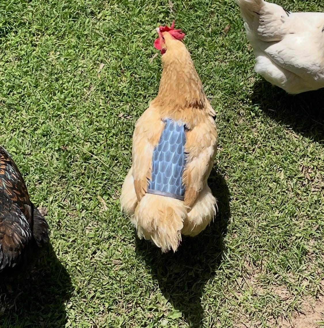 Chicken Saddles for hens, Chicken Hen Mating Saddle | Chicken Apron Back Protector for Hens With Adjustable Strap (Black, white, gray, yellow) customer photo 1