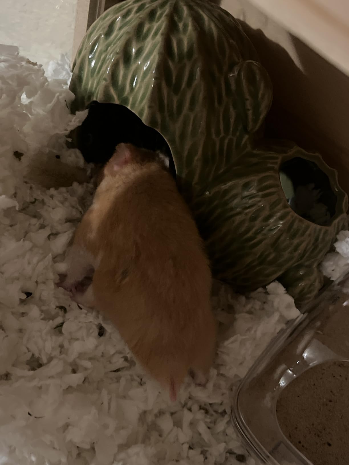Ceramic Hamster Hideout Tree Chew Proof Syrian Hide Cool Bed Large - Easy to Clean Durable Ceramic Guinea Pig House customer photo 1
