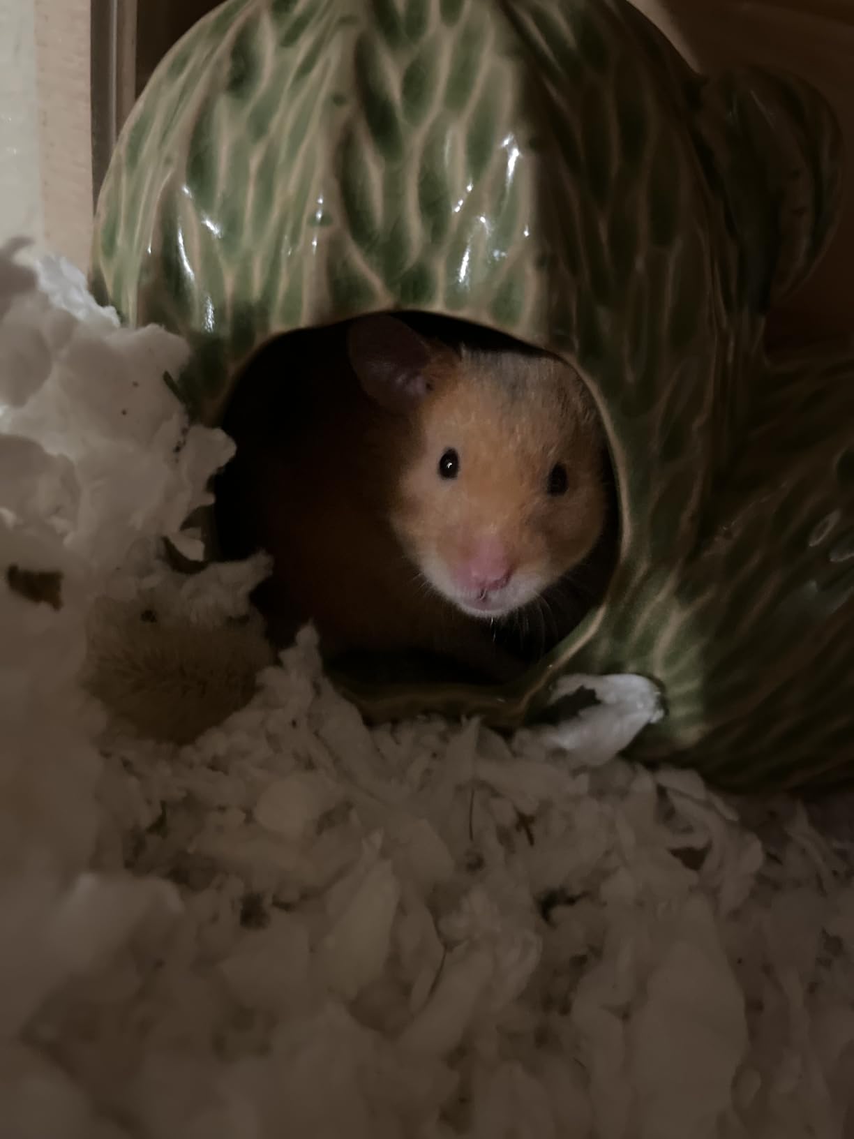 Ceramic Hamster Hideout Tree Chew Proof Syrian Hide Cool Bed Large - Easy to Clean Durable Ceramic Guinea Pig House customer photo 2