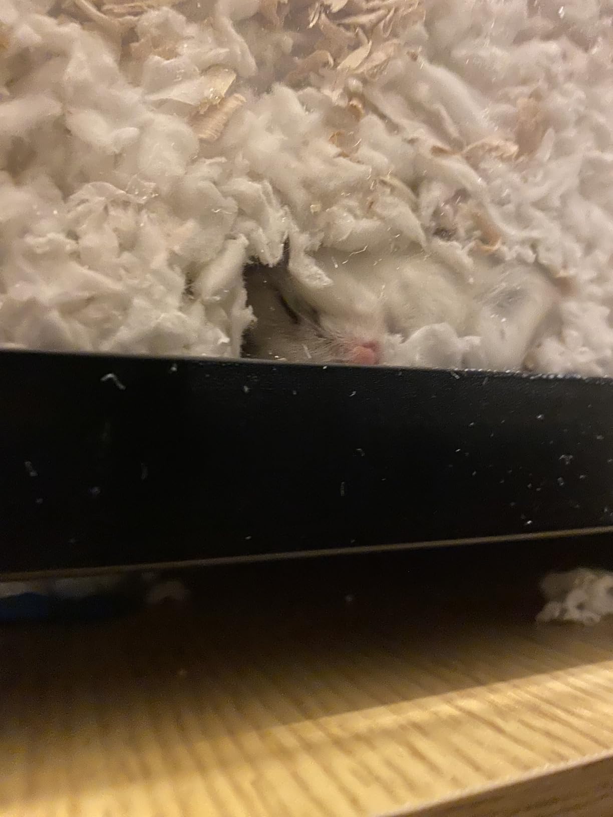 VEVOR Hamster Cage, 360 Viewing Transparent Hamster Habitats, Small Animal Cage customer photo 1