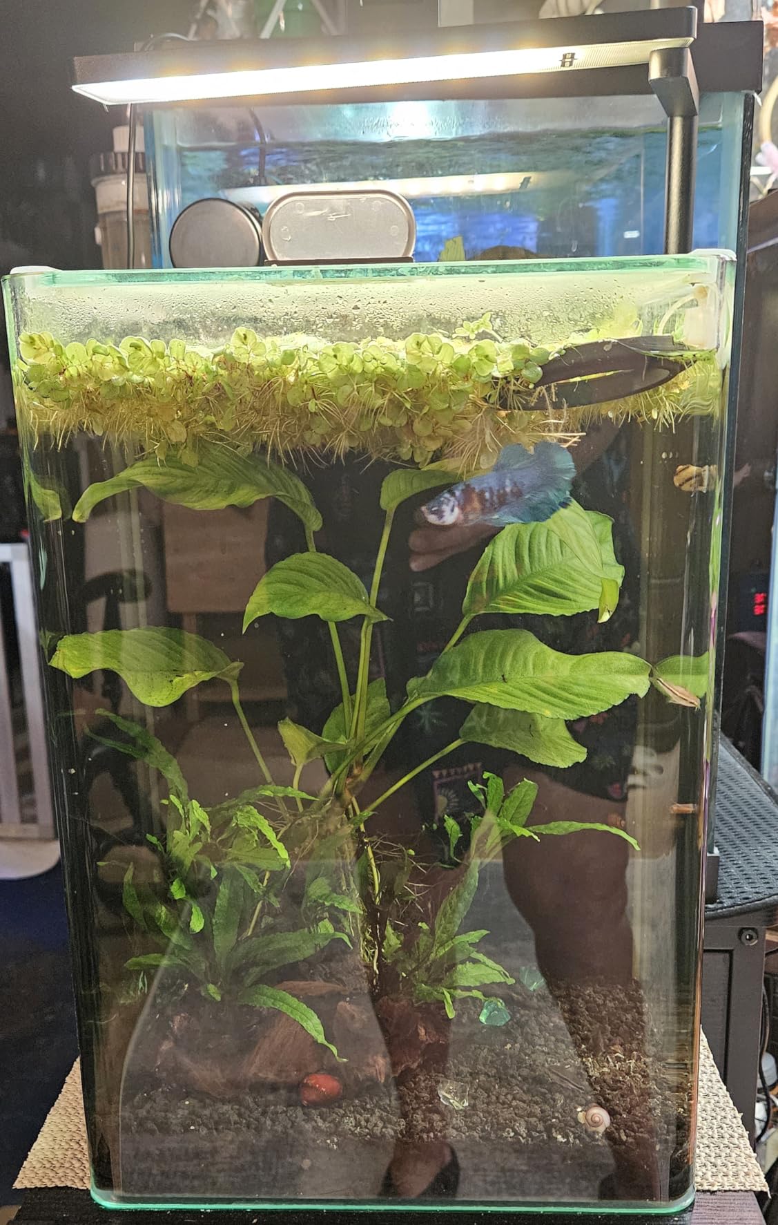 FZONE Solo Series Nano LED Aquarium Light, Full Spectrum and Dimmable, App-Controlled customer photo 1