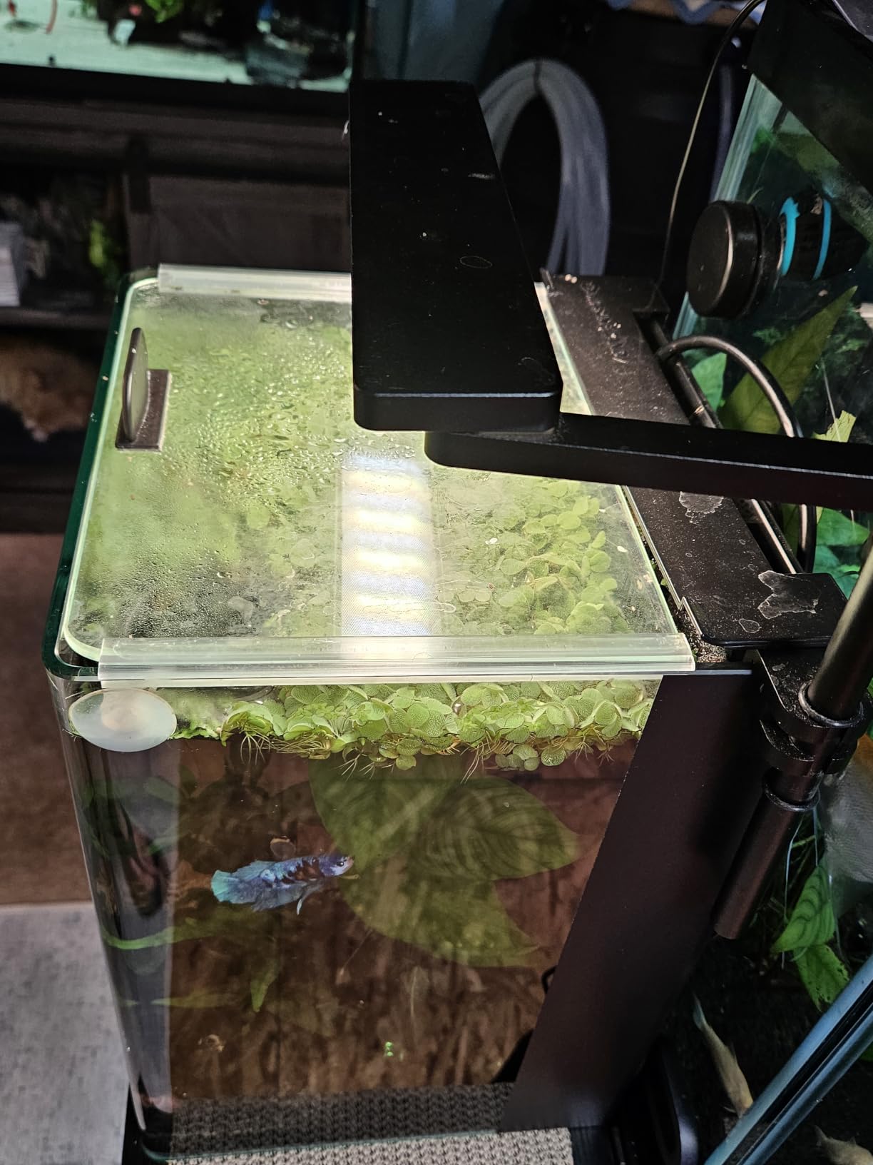 FZONE Solo Series Nano LED Aquarium Light, Full Spectrum and Dimmable, App-Controlled customer photo 2