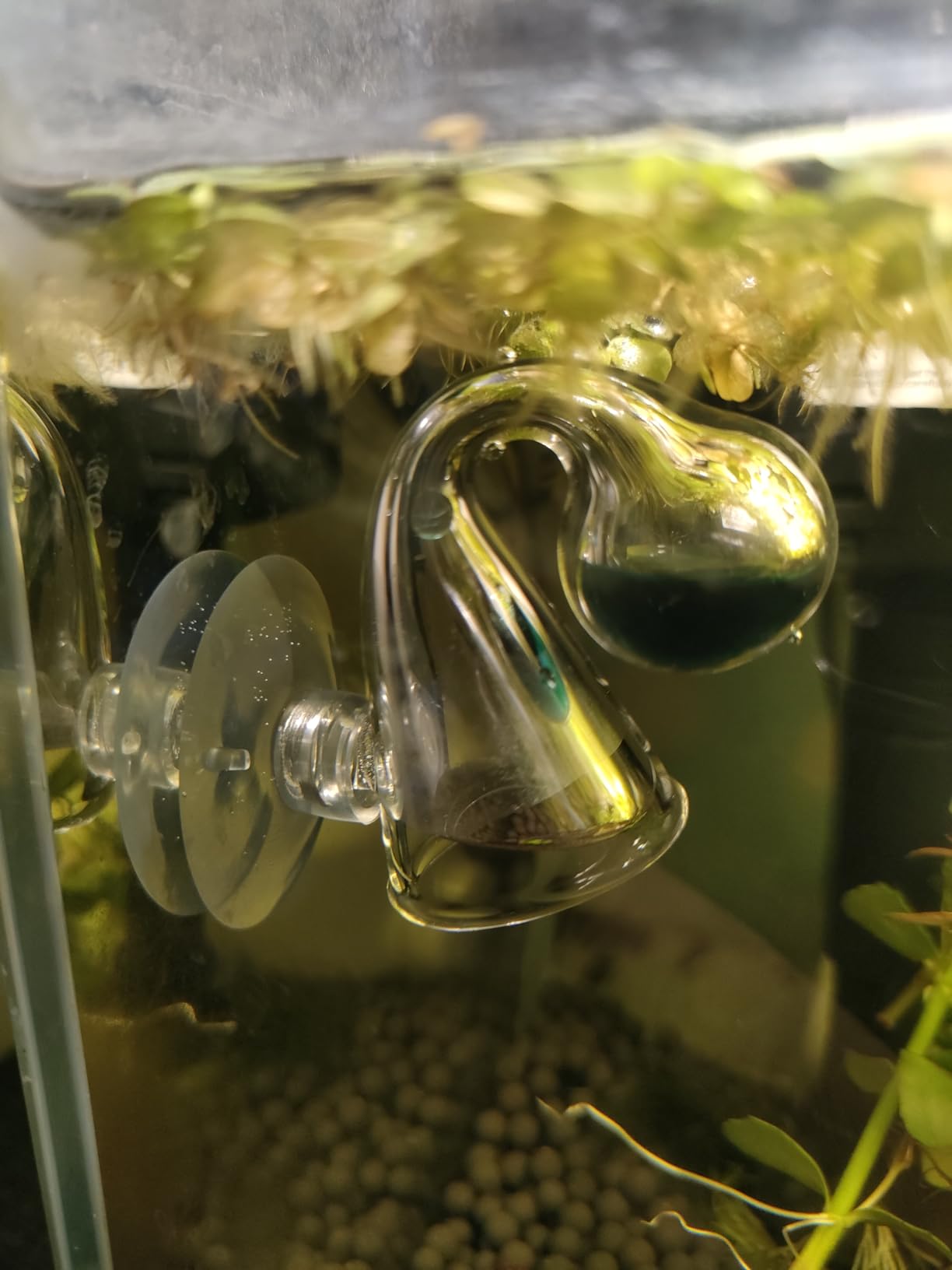 Pawfly Glass CO2 Drop Checker for Aquarium CO2 Indicator for Planted Fish Tank CO2 Monitor Kit with Solution & Suction Cups customer photo 2
