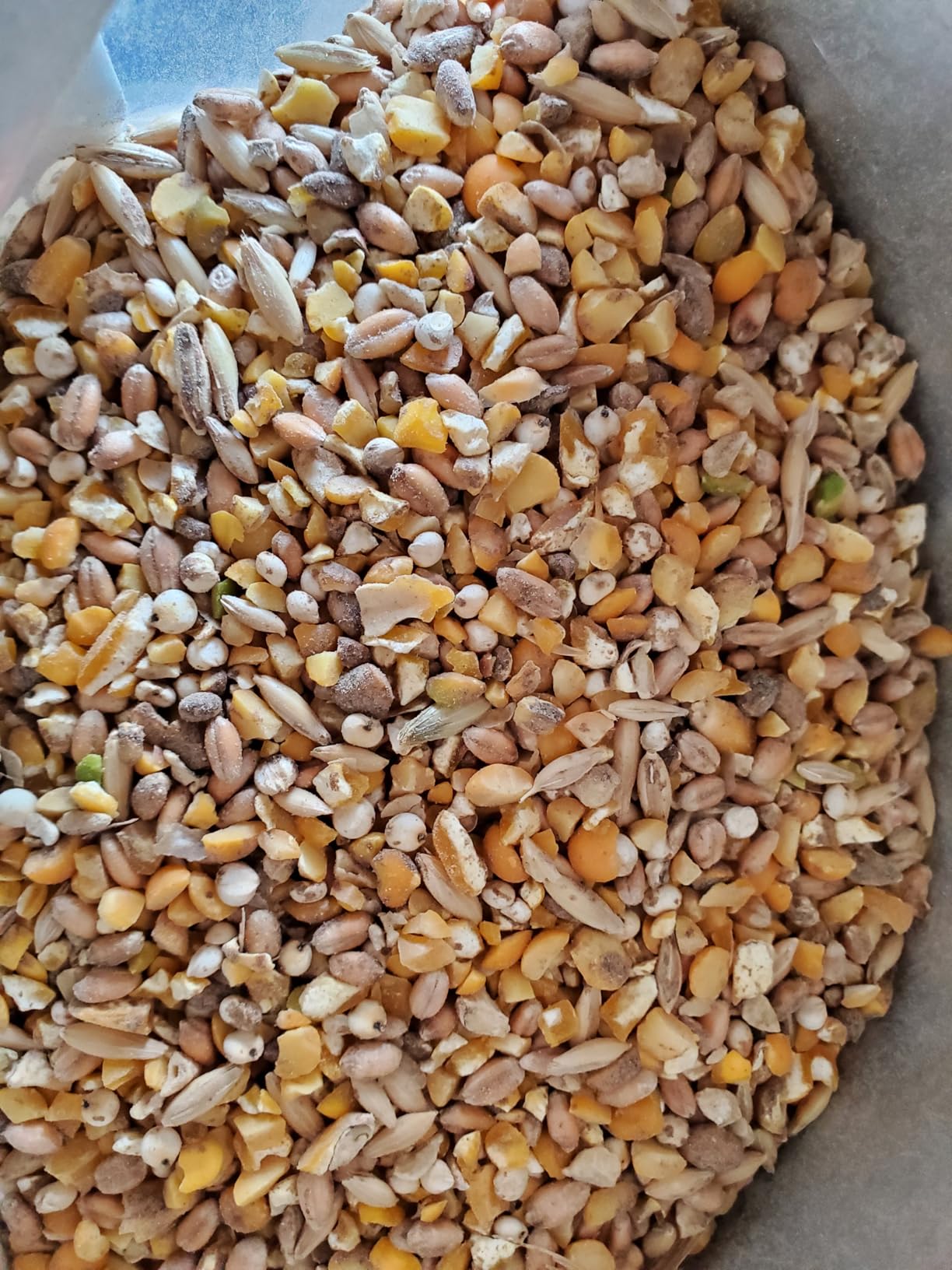 Chicken's Choice Organic Chicken Scratch 5 lb Bag - Organic 5 Grain High Protein Premium Scratch Grain customer photo 1