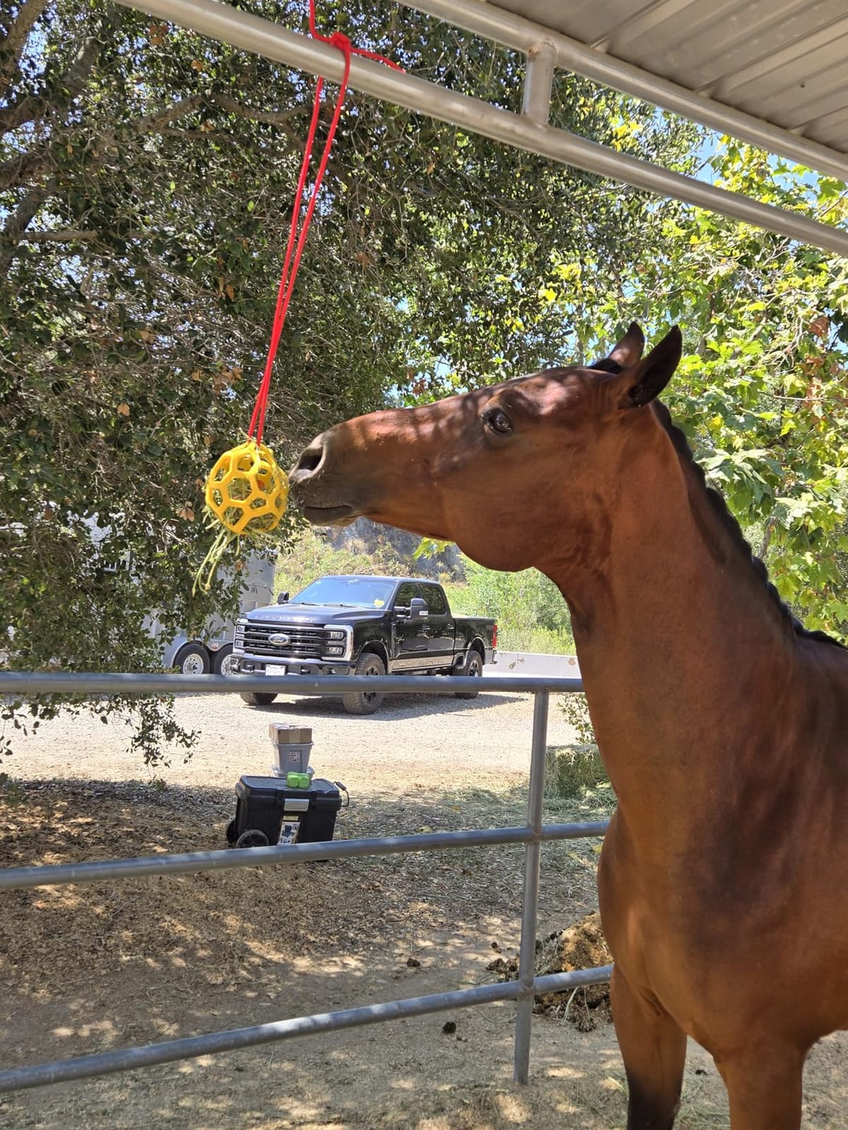 Goat Feeder Hanging Feeding Toy,Horse Treat Hay Feeder Toy, Durable TPR Feeding,for Horse Goat Sheep Relieve Stress,Stretch-Resistant Design(2pcs,Red+Yellow) customer photo 1