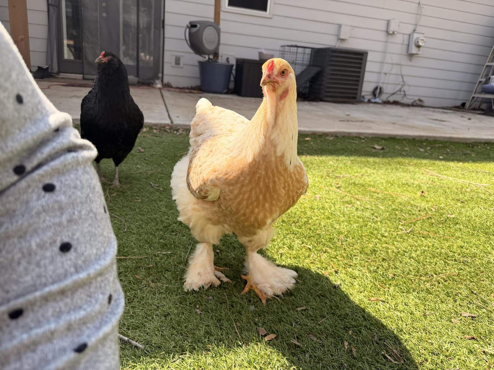 Safe-Guard Aquasol Dewormer for Chickens, 3 mL customer photo 1