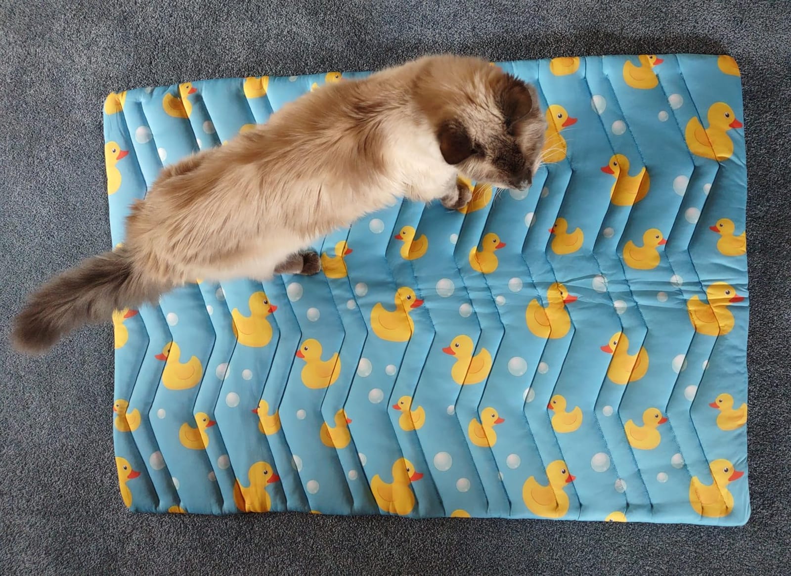KOOLTAIL Cat Cooling Mat, Upgraded Two Sided Cooling Pad for Cats Puppy Small Animals, Rabbit Bunny Guinea Pig Keep Cool in Summer, Washable Waterproof for Crate Sofa Bed, Blue Duck S customer photo 1