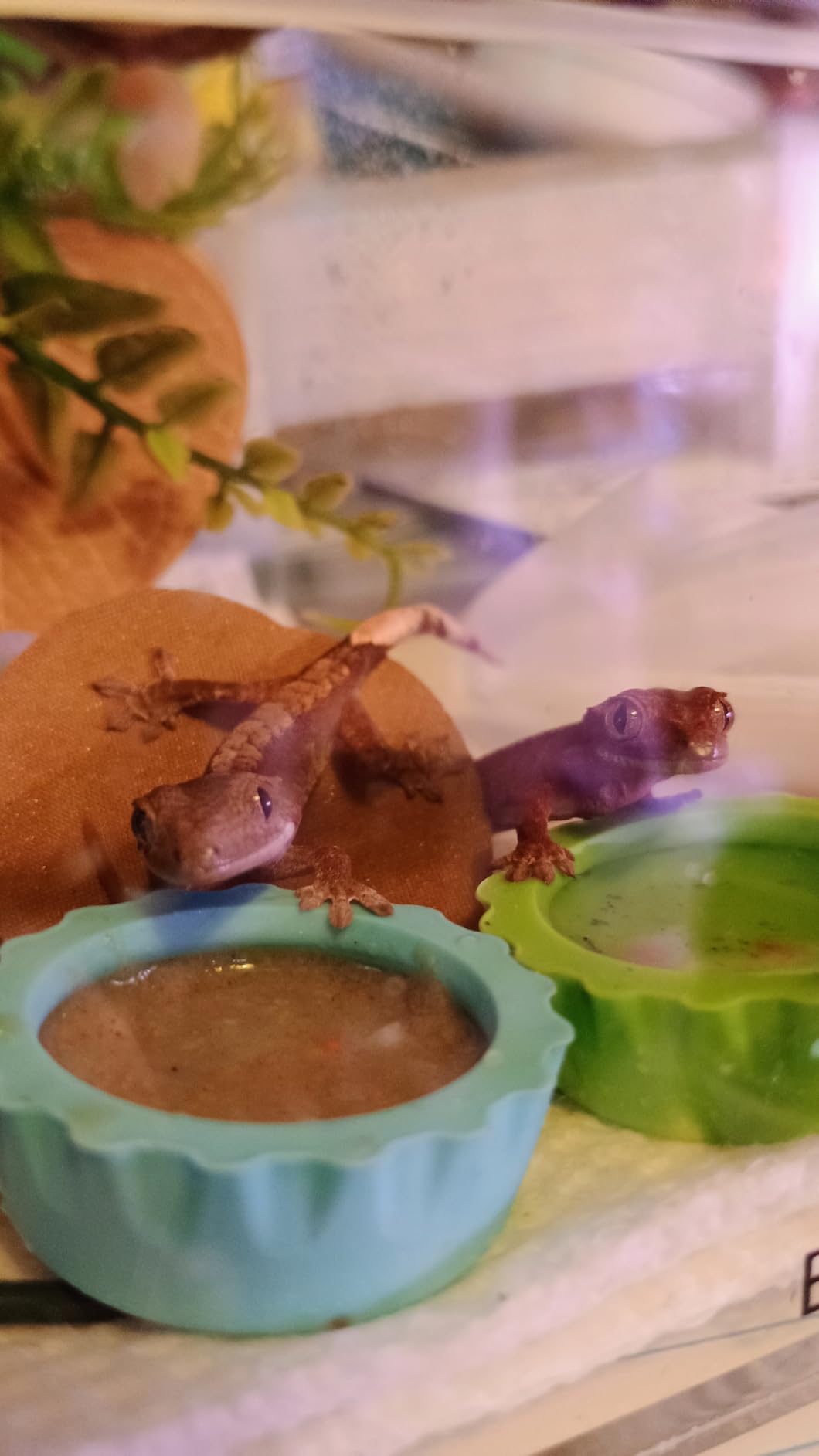 7 Pack Crested Gecko Food and Water Bowl, Eudimysx Reusable Small Reptile Feeding Dish, Gecko Tank Accessories for Hermit Crab, Tarantula, Isopods, Snails and Lizard, Silicone Easy Clean & 7 Colors customer photo 2