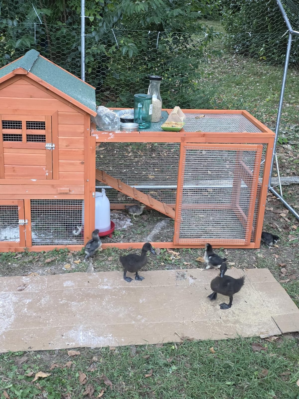 Large Wooden Chicken Coop for 4-6 Chickens, Secure Outdoor Hen House with Enclosed Run, Weather-Resistant Roof, Easy-Clean Slide-Out Tray & Nesting Boxes customer photo 1