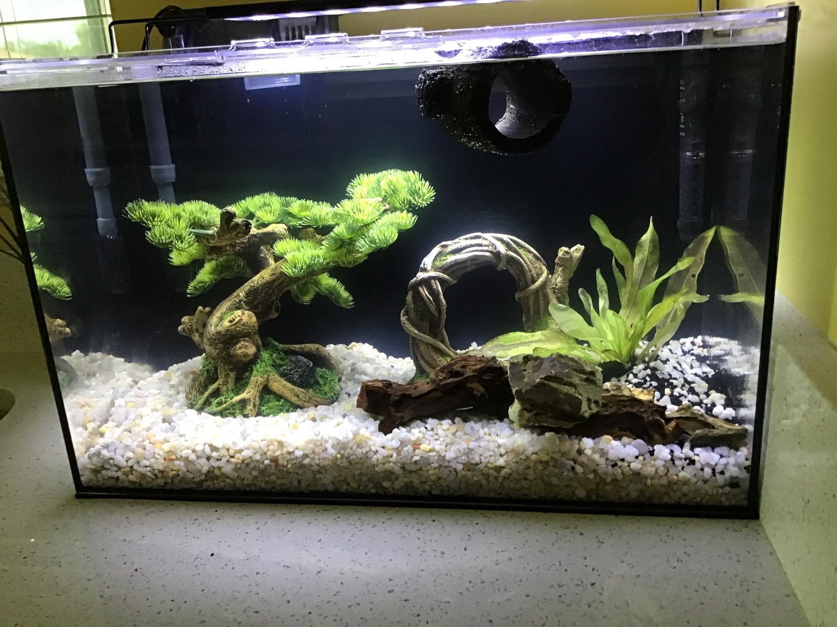 5 Gallon Small Aquarium Set Glass Fish Tank 6 Gallon, Starter Kit with Heater Water Pump Cleaning System Filter Bright Light Rocks Gravel Cleaning Tool, Clear Rimless Betta Plants customer photo 1