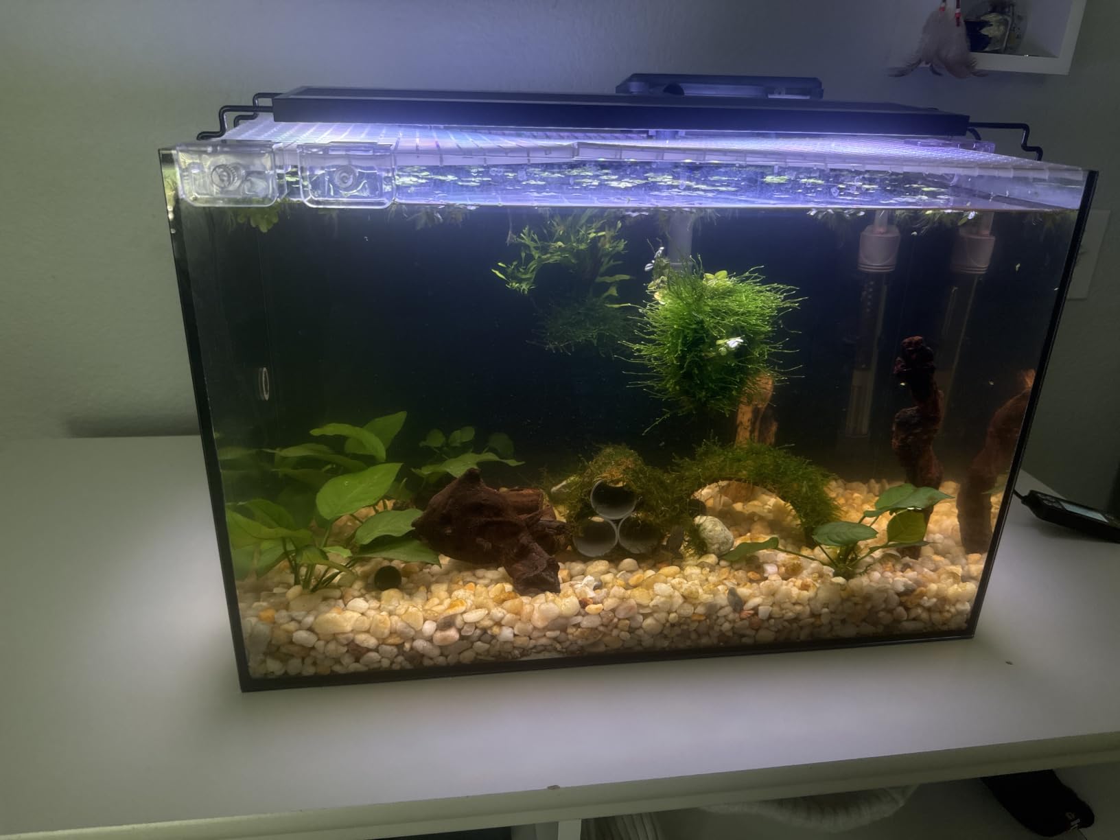 5 Gallon Small Aquarium Set Glass Fish Tank 6 Gallon, Starter Kit with Heater Water Pump Cleaning System Filter Bright Light Rocks Gravel Cleaning Tool, Clear Rimless Betta Plants customer photo 2