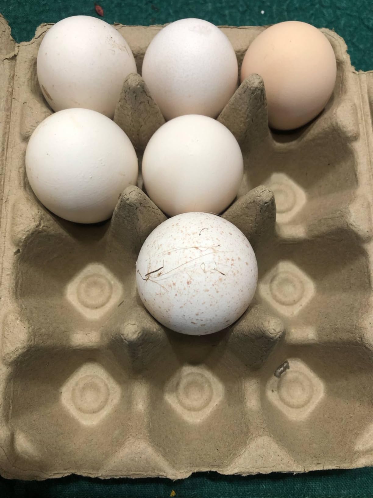 50 Pack Egg Cartons, 3x4 Style Paper Pulp Egg Trays, Sturdy & Reusable Egg Holder 12 Count Dozen Chicken Egg Storage Tray for Farmers, Home Use & Transport customer photo 1
