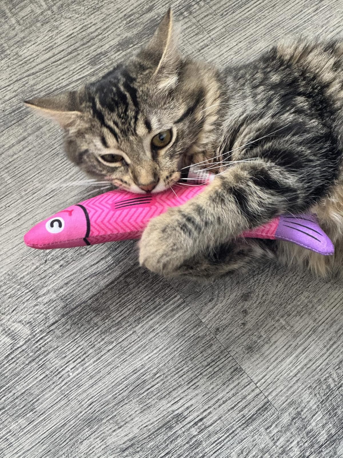 PetBusy Cat Toys with [5000 mg A+Natural Catnip & Silvervine] Kicker Fun customer photo 2