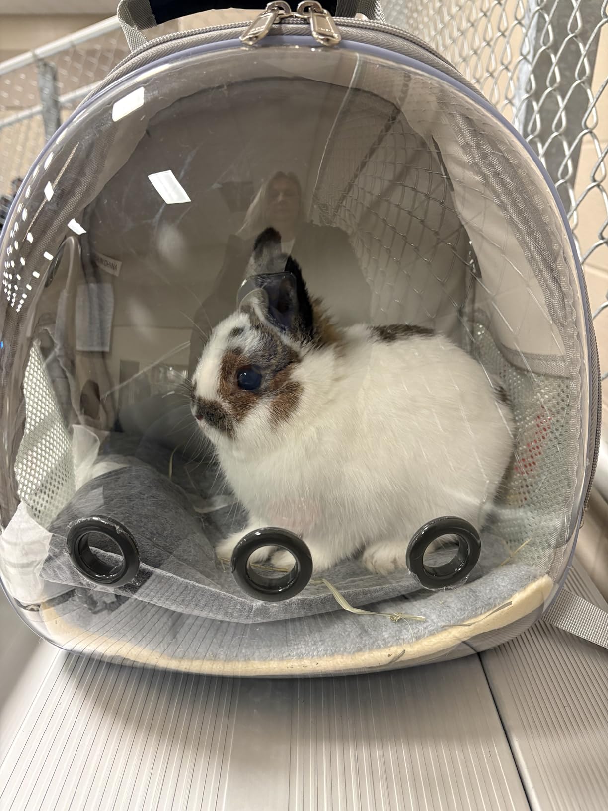 Bunny Carrier, Guinea Pig Carrier, Small Animal Carrier Backpack for Rabbit, Bearded Dragon, Lizard, Hamster, Kitten. Breathable Pet Travel Cage Bag Perfect for Vet Visits & Outdoor Adventures (Black) customer photo 1