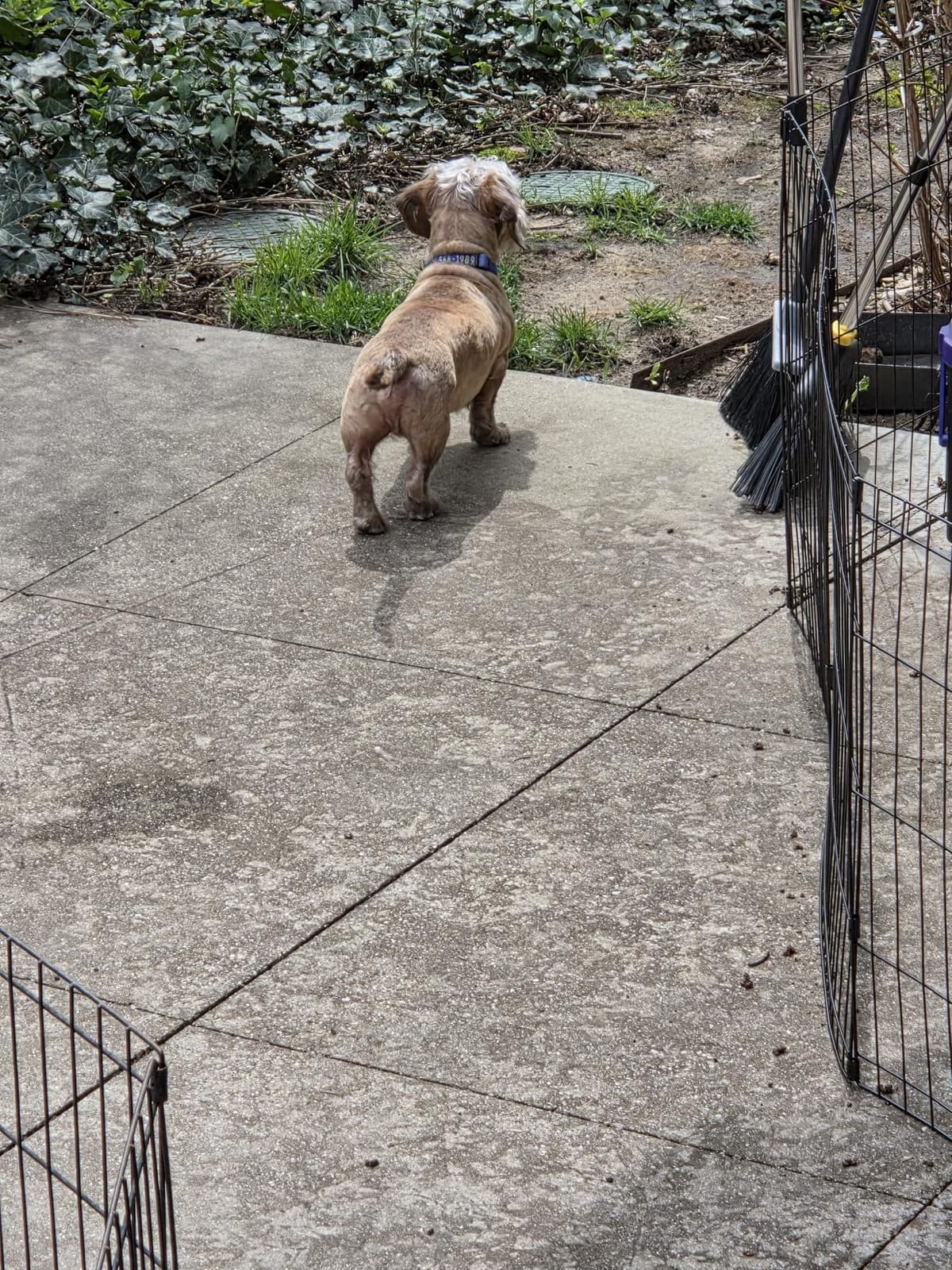FDW | Dog Playpen | 24