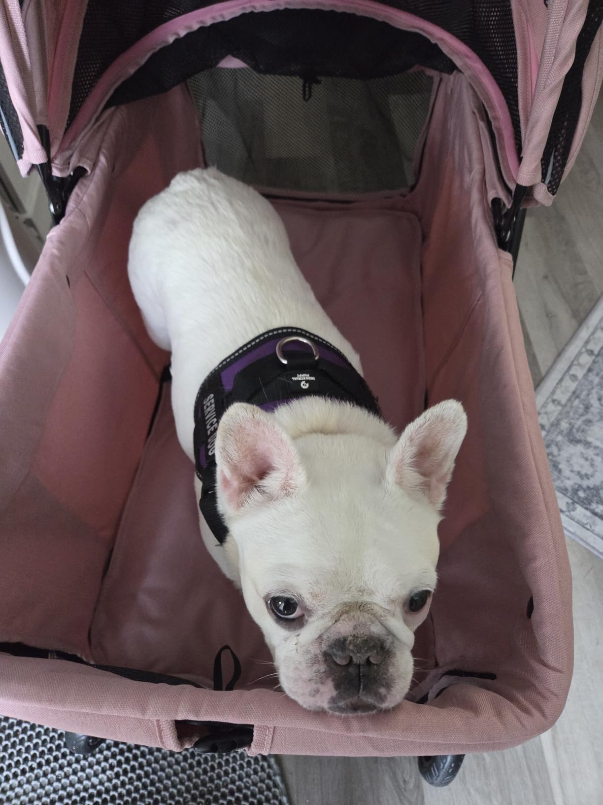 Dog Stroller for Large & Medium Dogs (20–132 lbs), for 2 Small Dogs | Pet Stroller, Extra Large Heavy Duty, Foldable & Ventilated, Pink or Navy customer photo 1