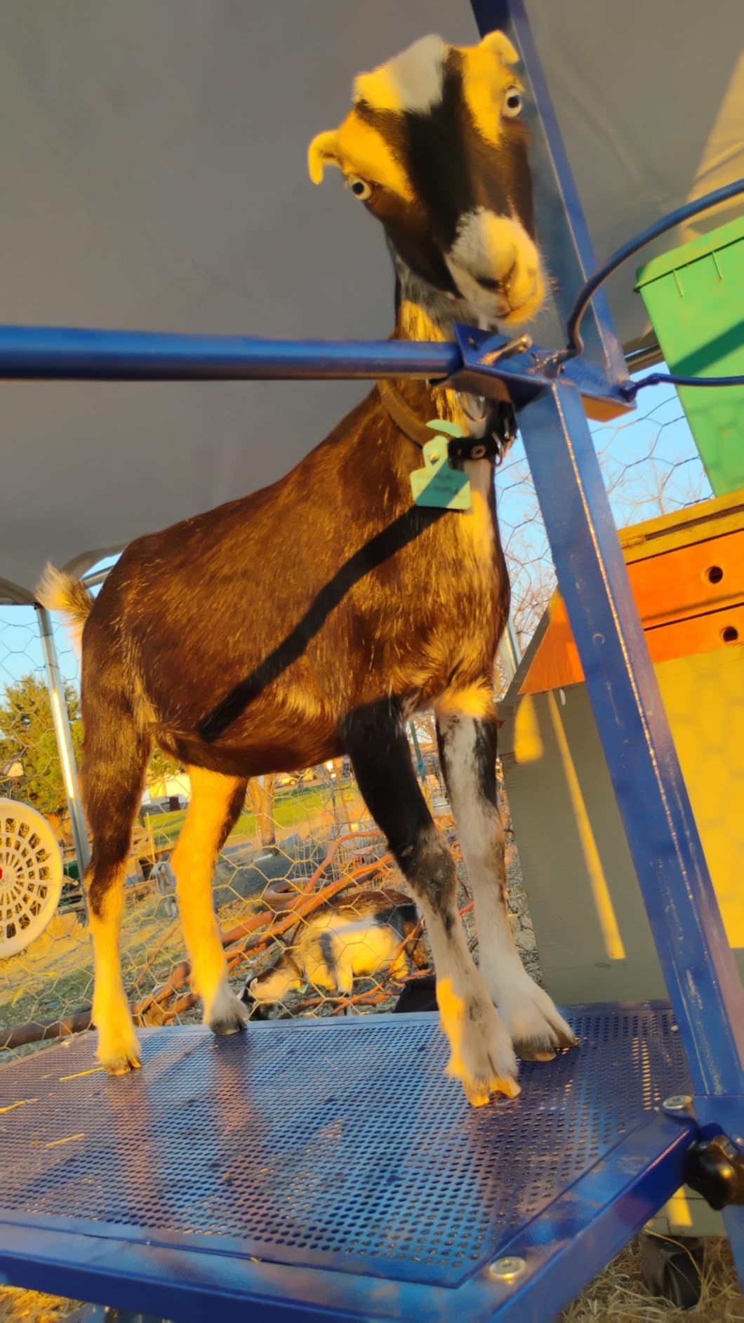 Goat Milking Stand with Feed Bin, 400LBs Goat Stand for Sheep Trimming and Milking, Hoof Trimming Stand Adjustable Size for Pygmy, Dwarf Goats, Iron Black customer photo 2