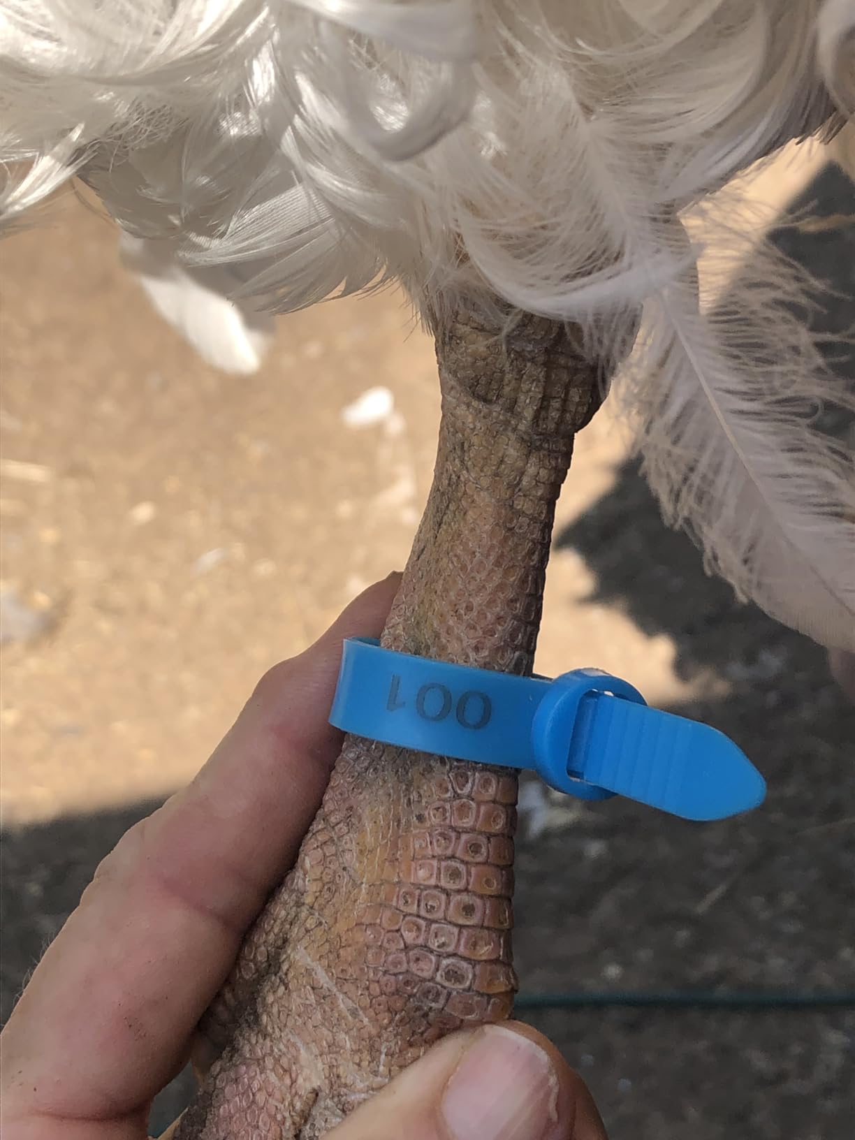 Chicken Leg Bands, 120 Pcs Adjustable Chicken Leg Rings Identification Band Colorful Numbered Chick Tags for Legs Poultry Foot Rings Legs Bands for Poultry Identification Chickens Duck Turkey(10-30mm) customer photo 1