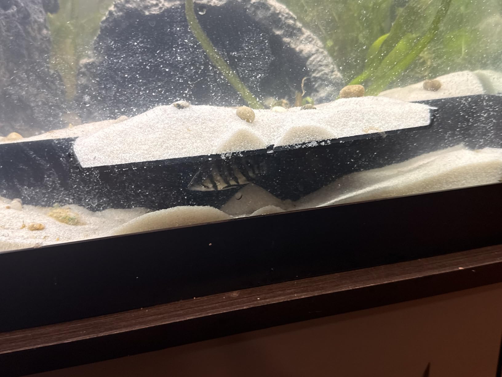 Extra Large Aquarium Fish Tunnel Decoration | Cave Hide Ideal for Fish Axolotls and Small Reptiles | Under Gravel Hideout customer photo 2