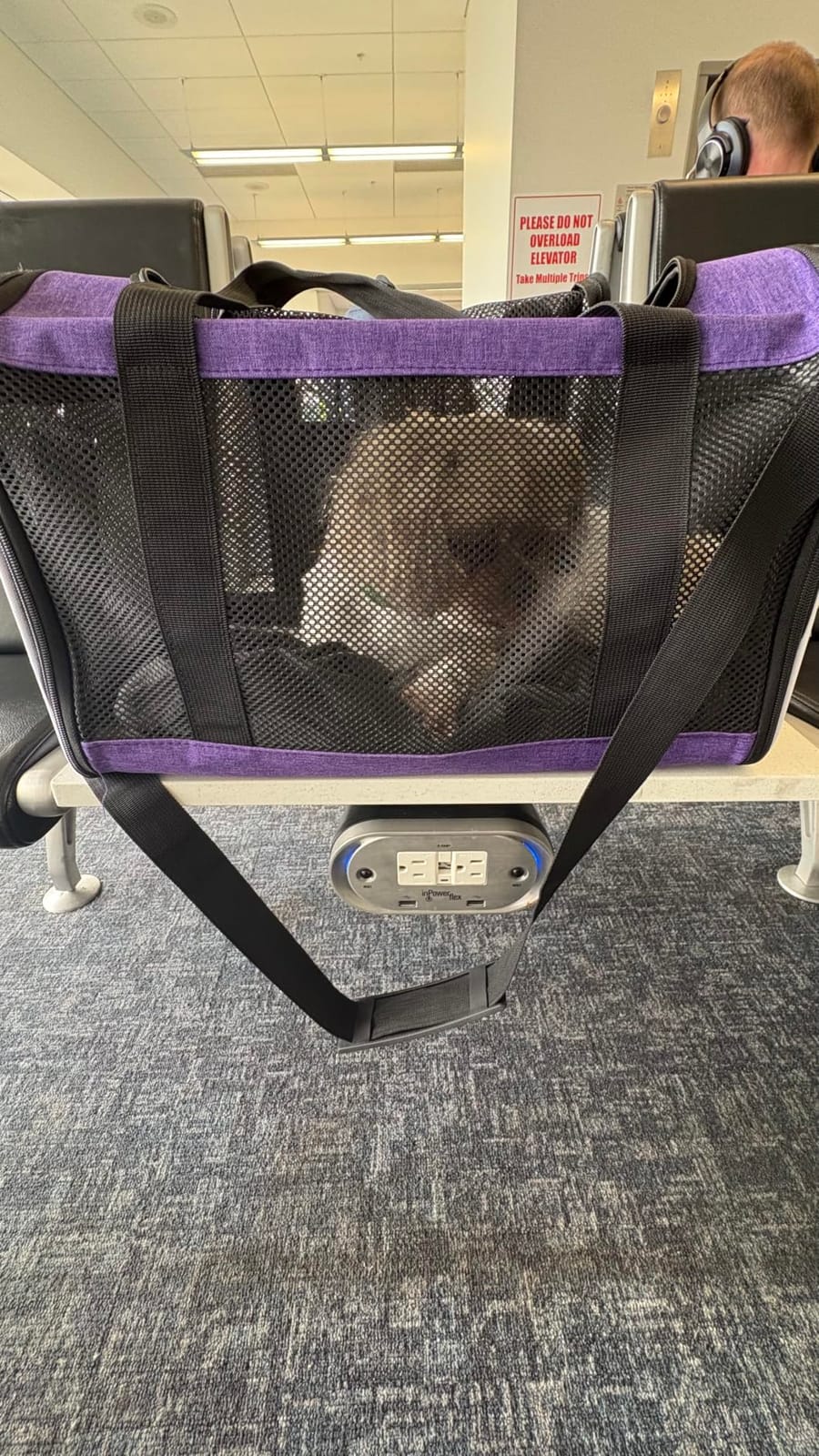 GAPZER Cat Carrier 18x11x11 Top Load, Soft-Sided Pet Travel Bag Over 15 lbs | Collapsible Small Dog Puppy Crate 10 Pound, Small Animal Rabbit Kennel Carrying Case, Kitten Mesh Cage Medium Cat Under 25 lb customer photo 2