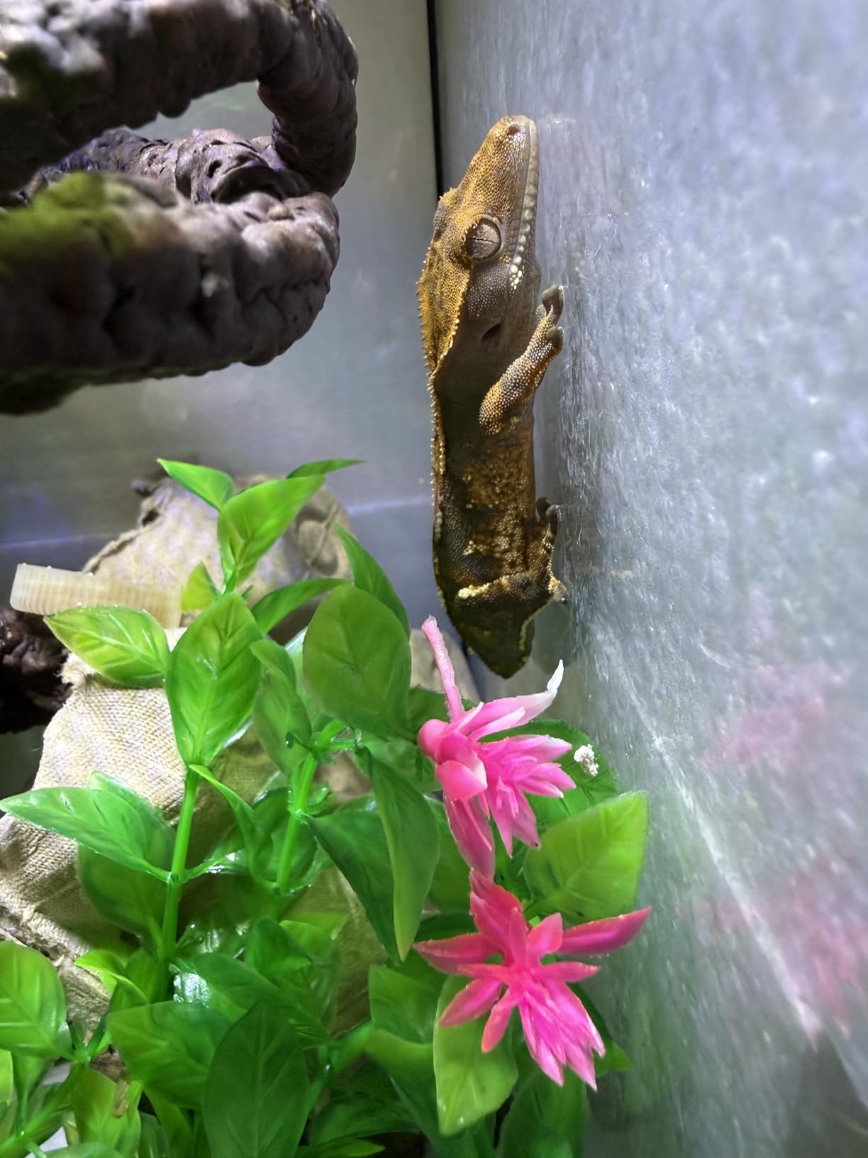 10 Gallon Reptile Enclosure Terrarium, 20