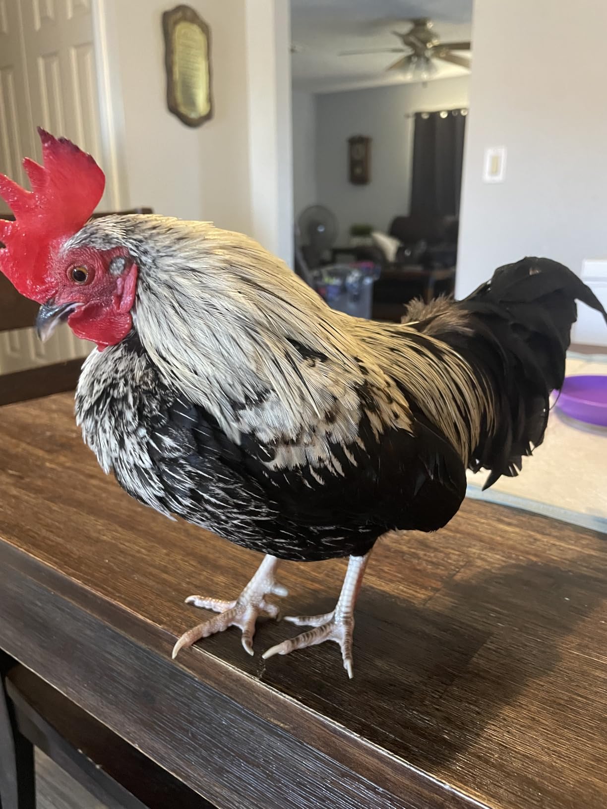 HOPOCO Smart Chicken Coop Heater with Efficient Thermostat, Compatible with Timers & Temp Controllers, 200W Safe Inside Radiant Flat Panel Warmer, Remote-Adjustable for Pets & Animals in Winter customer photo 1
