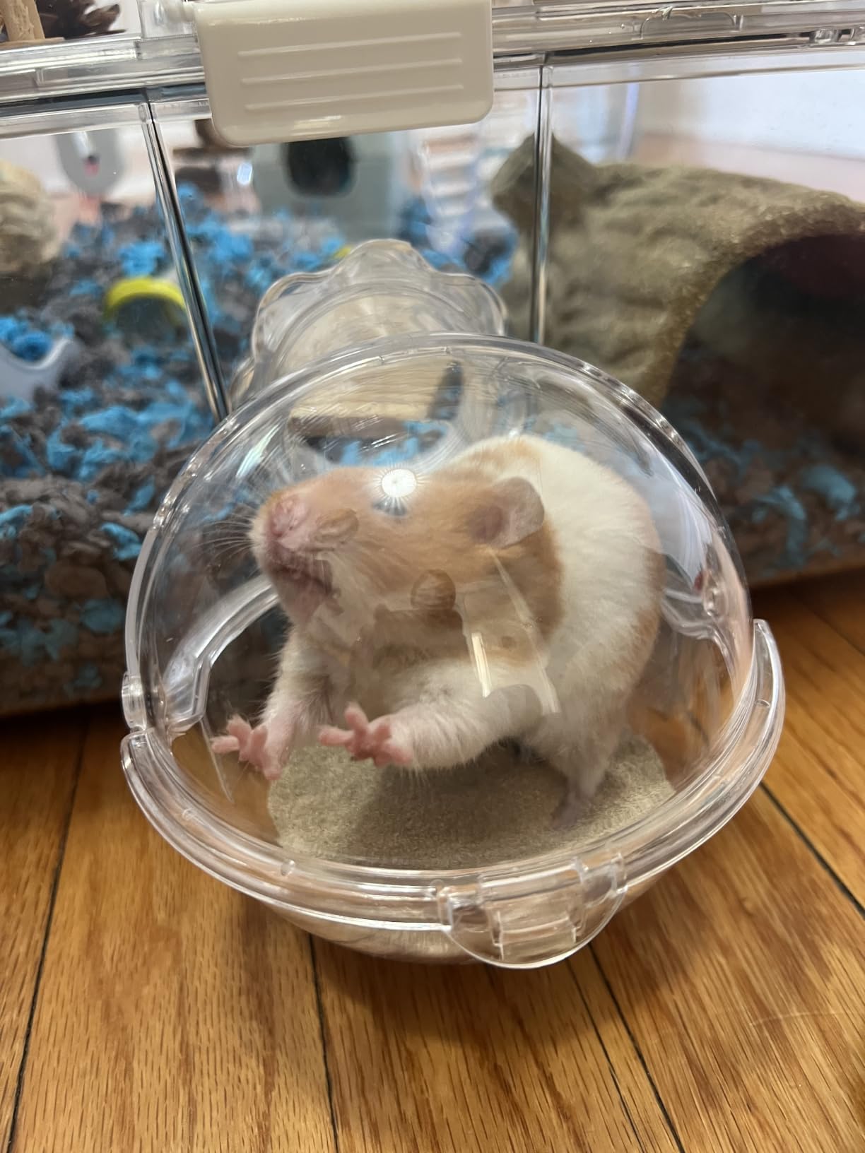 Acrylic Hamster Cage with All Accessories, Dwarf Hamster Cage with Stand, Syrian Mouse Cage for Pet Mice, Rat Cage for Hamster, Succulent Style Hamster House (20''L*11.5''W*10.5''H) customer photo 2