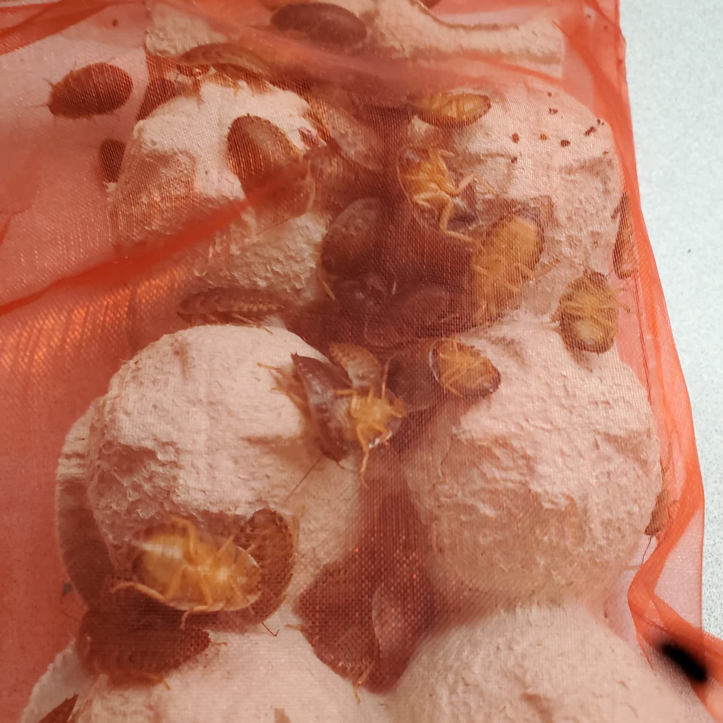 Medium Dubia Roaches, Live Feeder for Reptiles, 250 Count customer photo 1