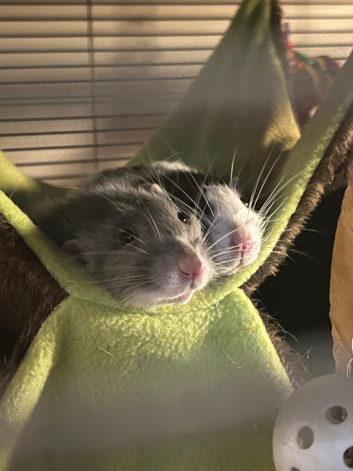 Nuogo 4 Pcs Guinea Pig Rat Hammock for Cage, Pale Color, Summer | Ferret Hanging Hammock, Double Sided, Guinea Pig Accessories for Small Animals, Squirrel, Chinchilla, Parrot, Sugar Glider customer photo 2