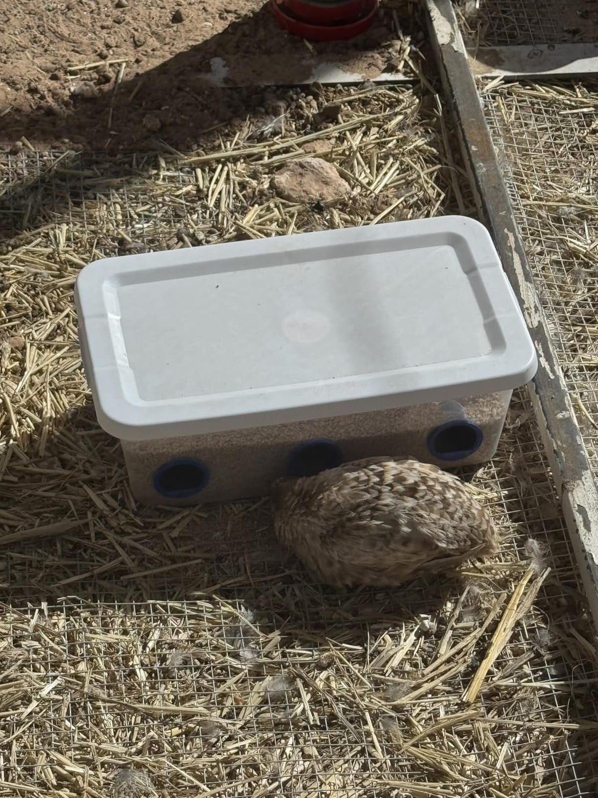 Quail Feeder Tub Feed Saver Ports, 6Qt tub, No Waste Design, 8 Hole, by 2B Creations customer photo 1