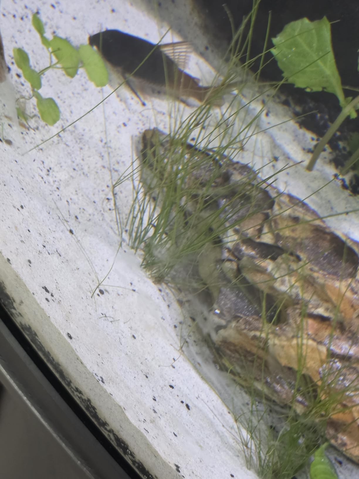 FZONE Root Tabs, Aquarium Plant Fertilizer, Safe for Fish & Shrimp, 60g/Box customer photo 2
