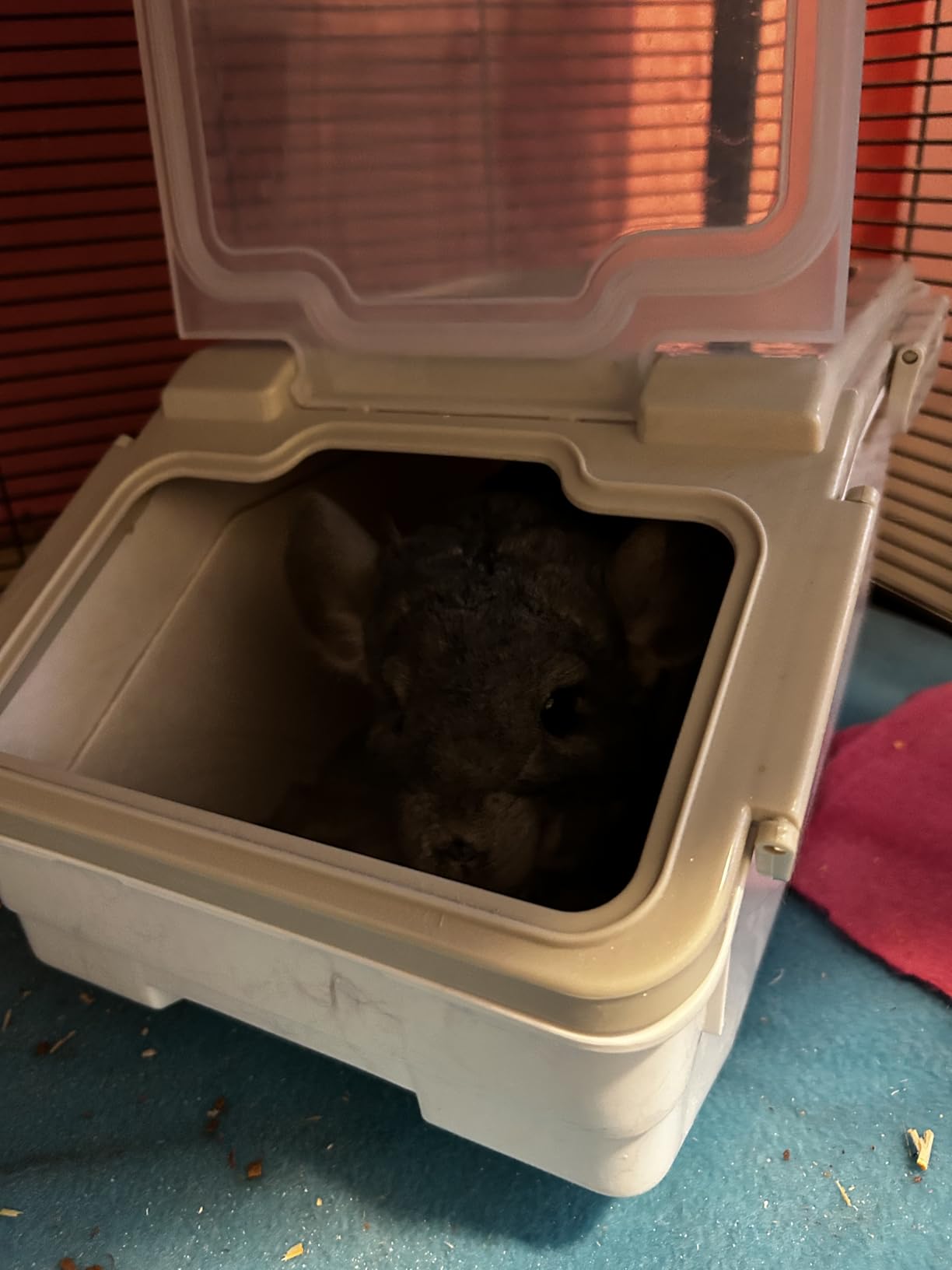 Chinchilla Dust Bath Container Kit, Extra Large Plastic Bath House | Chinchilla Dust Bath House, Sand Bath Use, Clear Lid for Viewing, XL Tub Helps Reduce Spills, Easy-Clean Plastic, Small Pets customer photo 1