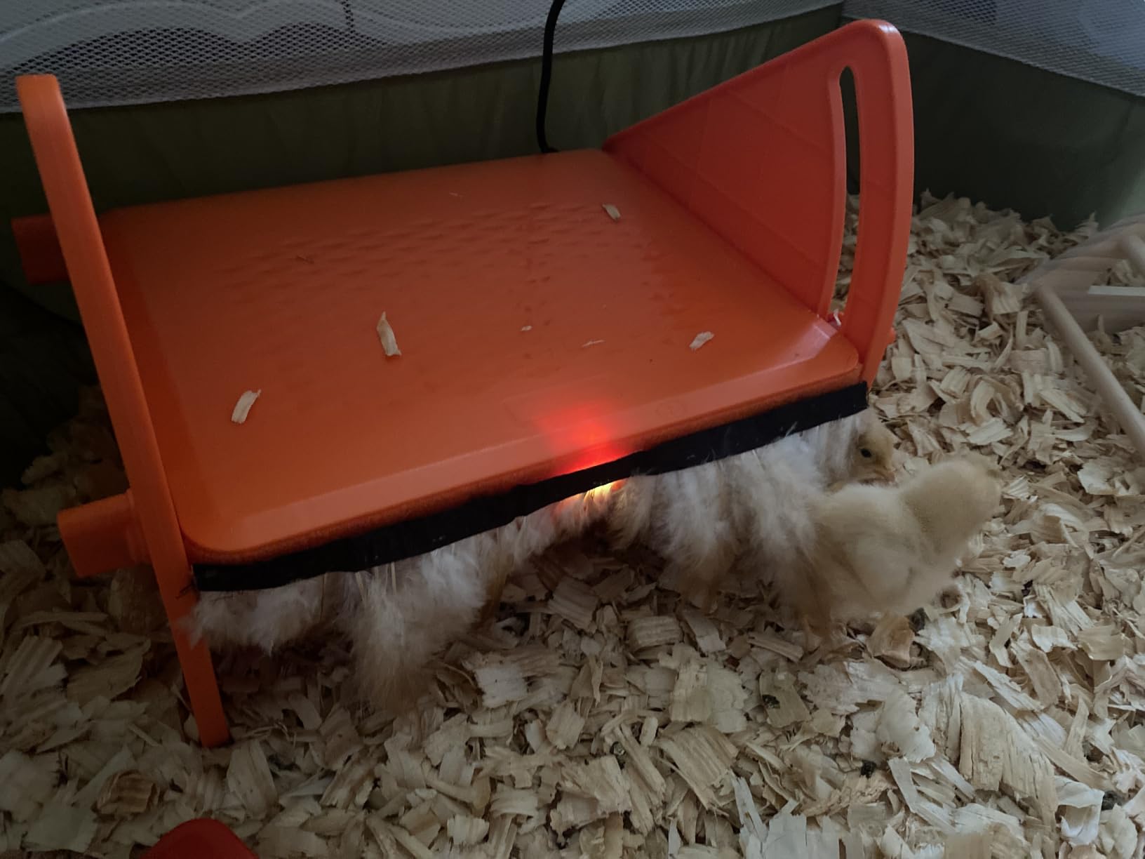 Chick Brooder Heater Plate for Baby Chicks, Ducklings & Poultry - 3-Level Adjustable Temperature Heating Plate, 8.67 x 10.63 Inches customer photo 2