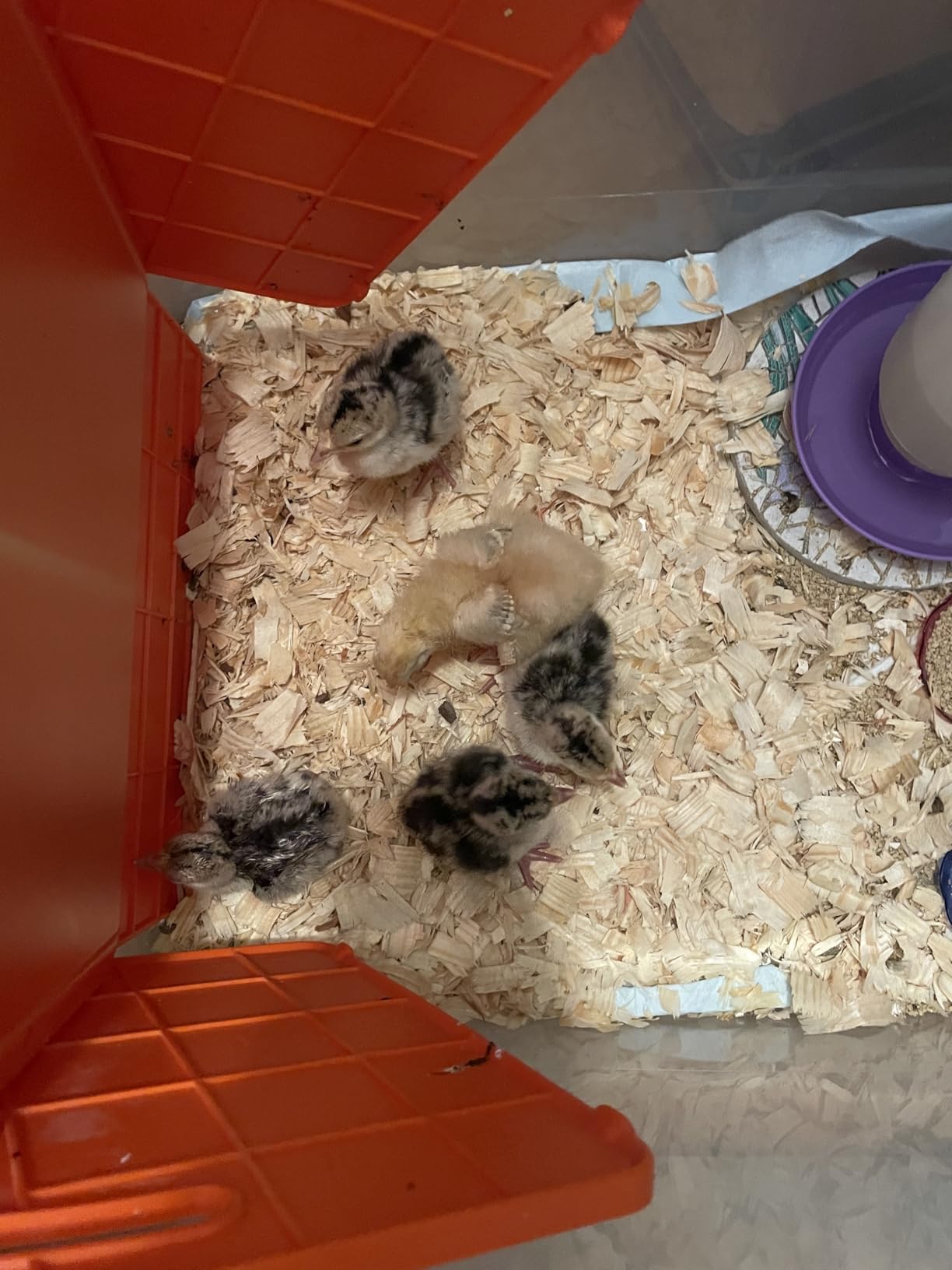 Chick Brooder Heater Plate for Baby Chicks, Ducklings & Poultry | 3-Level Adjustable Temperature Heating Plate, 8.67 x 10.63 Inches, Orange Poultry Brooder Warmer customer photo 1