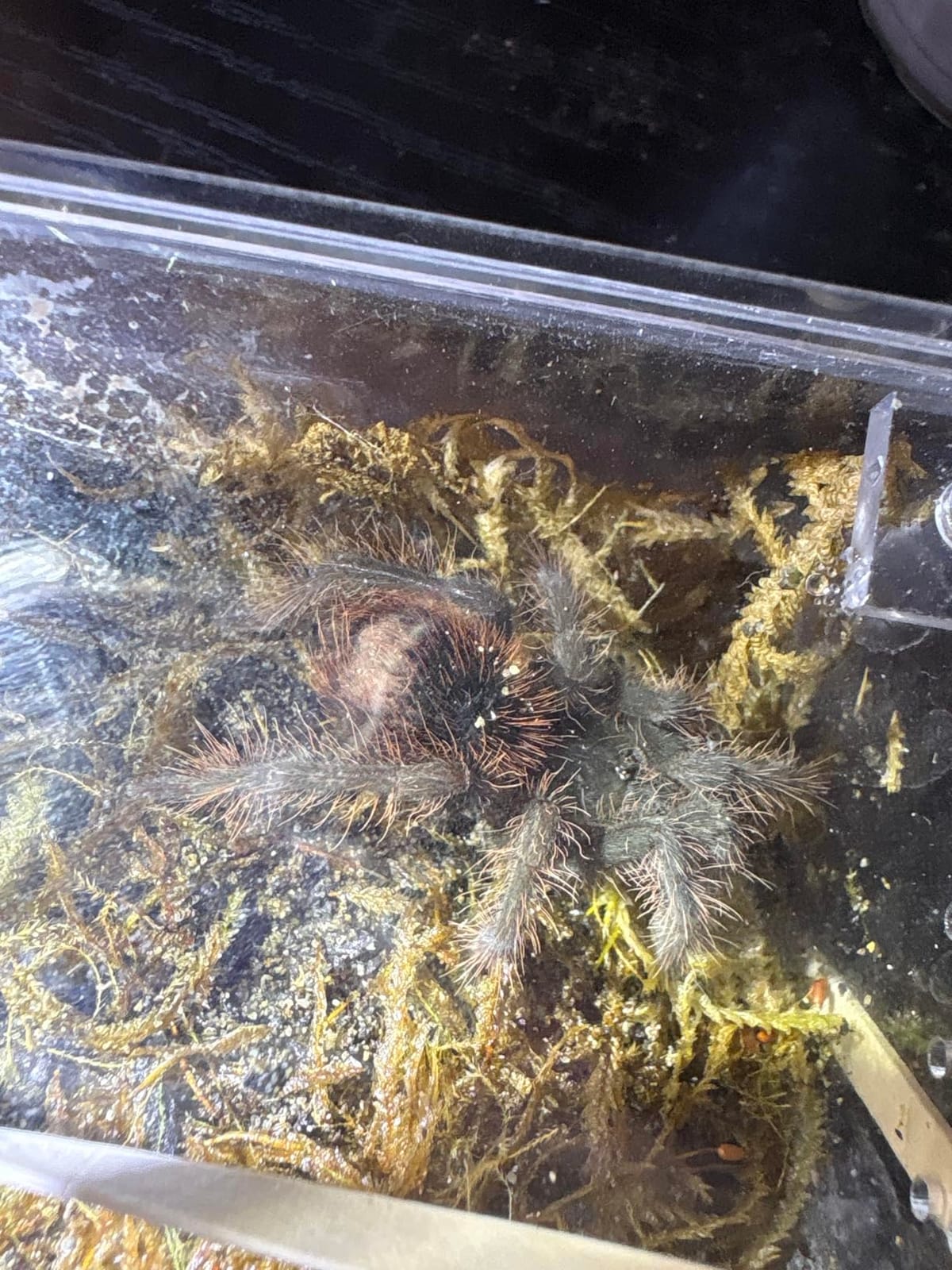 Large Reptile Tank PC Starter Kit, Escape Proof Tarantula Enclosure | Hermit Crab Habitat, Spider Terrarium for Isopods Cage, Insect House, Small Pac-Man Frog Cribs, Bug Container, Beetle Vivarium customer photo 2