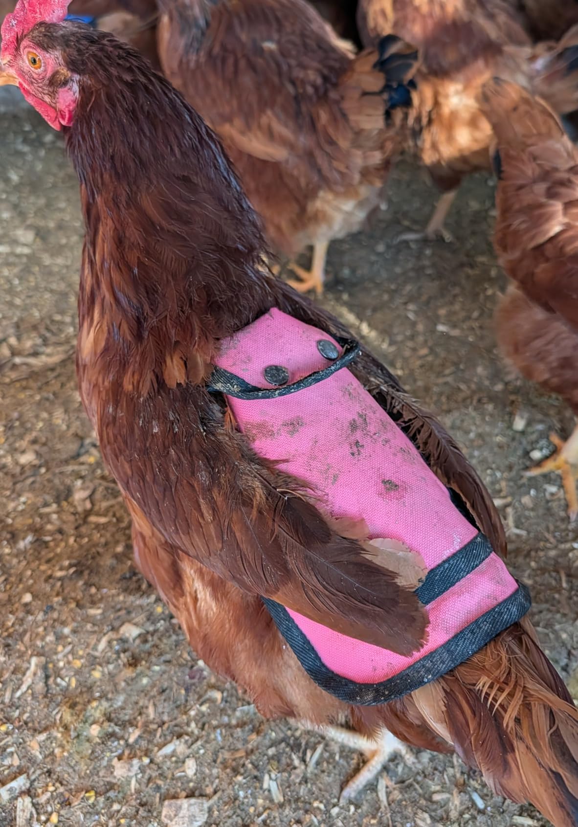 6 PCS Chicken Saddle for Hens, Chicken Aprons for Hens with Adjustable Strap, Hen Back Protector Saddles for Chickens Mating customer photo 1