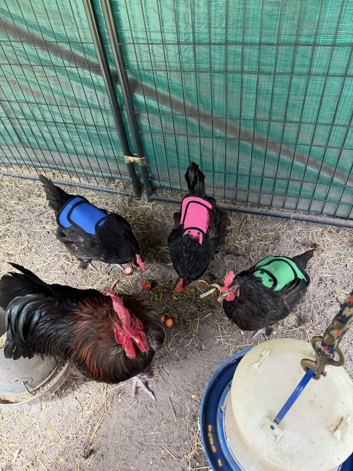 6 PCS Chicken Saddle for Hens, Chicken Aprons for Hens with Adjustable Strap, Hen Back Protector Saddles for Chickens Mating customer photo 2