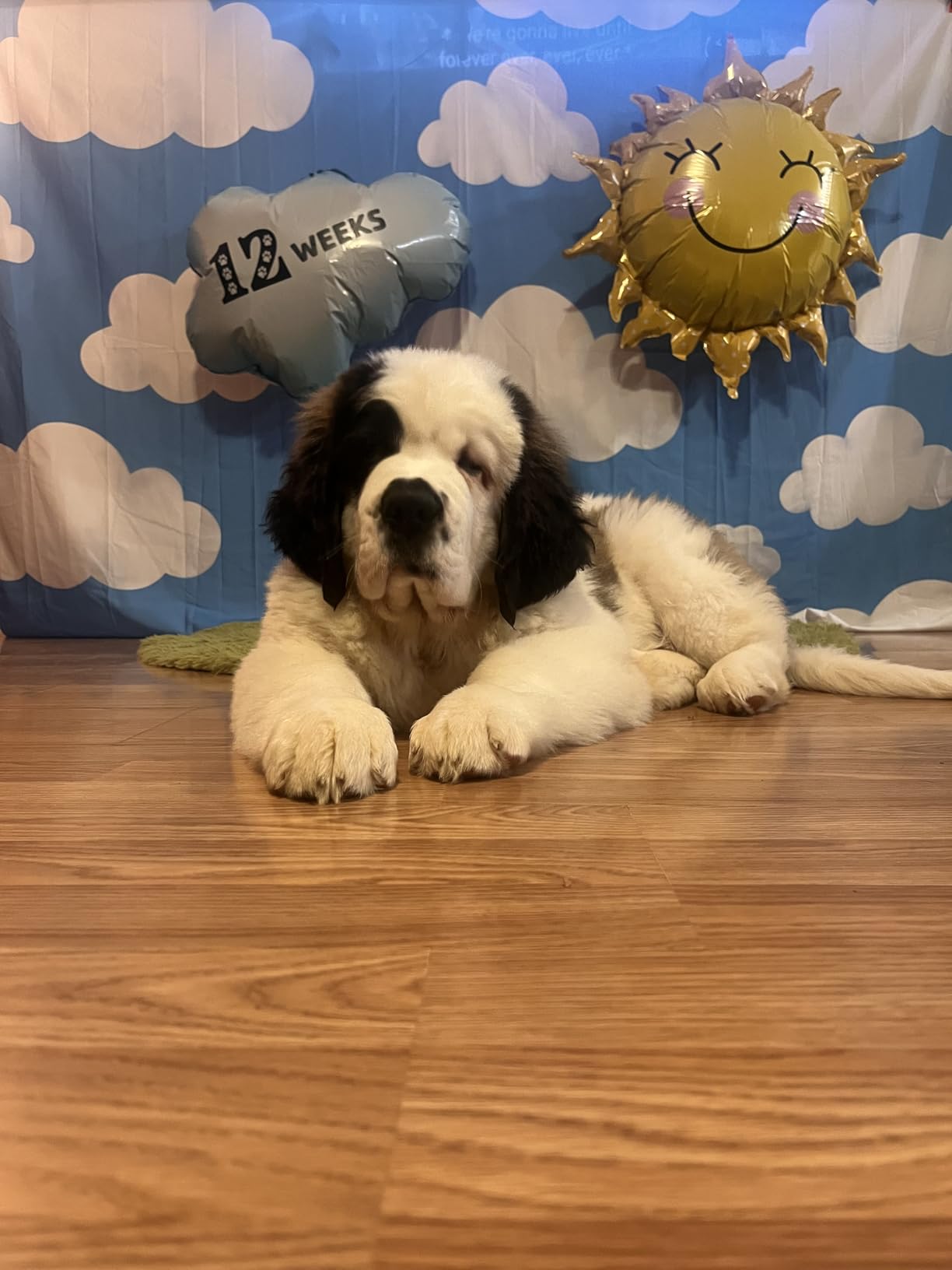 Pecute 7-in-1 Dog Grooming Vacuum & Dryer for Heavy Shedding customer photo 2