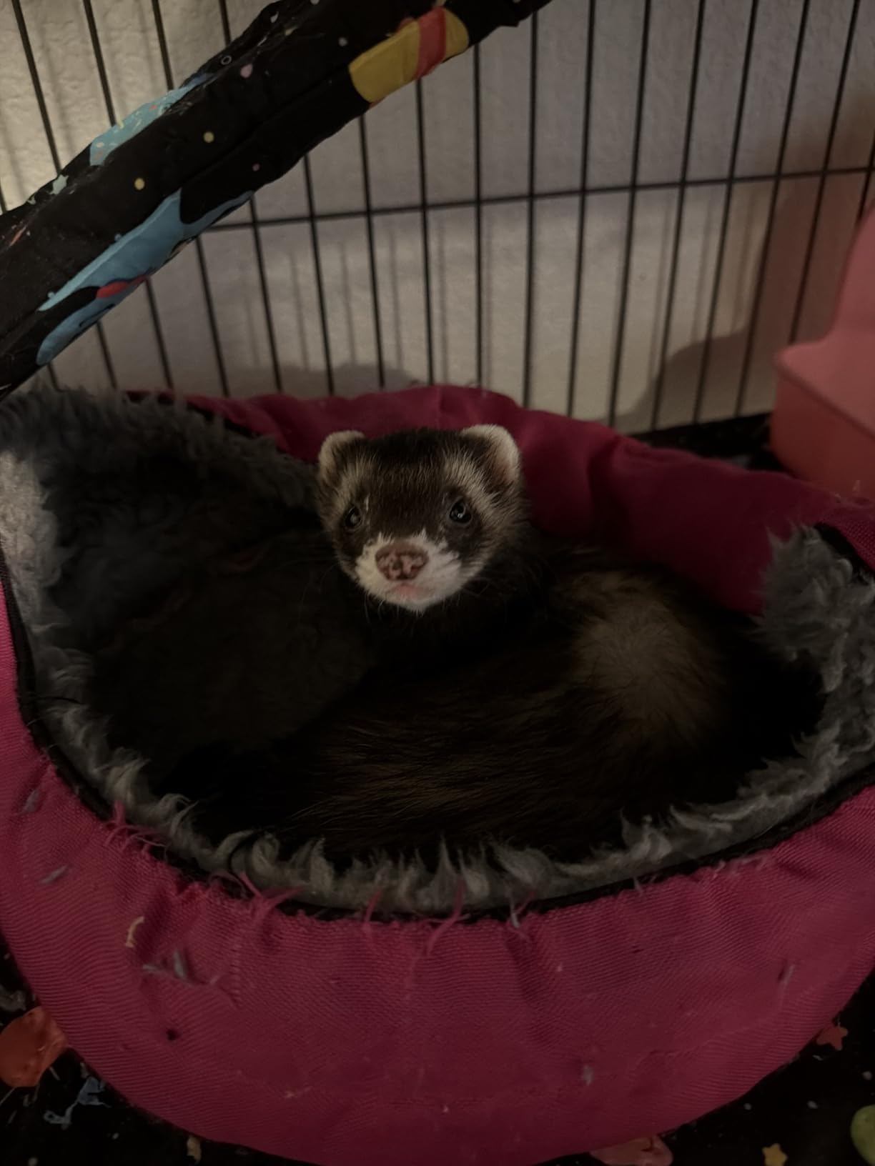 YKD Ferret Cage Liners for Ferret Nation & Critter Nation Cages | Waterproof Chinchilla Cage Accessories, Washable Bedding, for Ferrets, Chinchillas, Rats (Black, Double Unit Set) customer photo 2