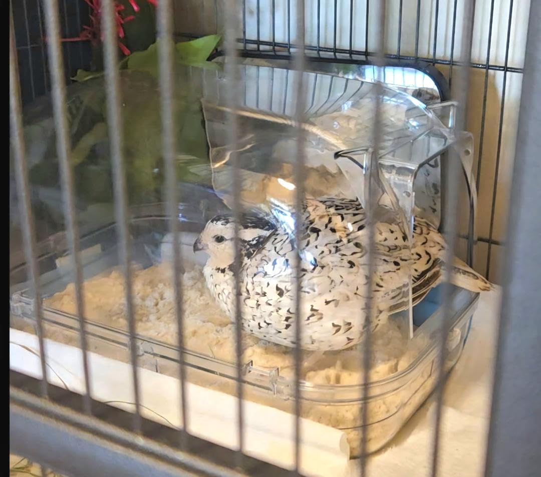 Large Chinchilla Dust Bath House, 11 in Clear Enclosed Hideout | Lift-Off Lid, Raised Rim And Wide Base, For Adult Chinchillas, Dust Baths And Enclosed Hideout Use customer photo 1