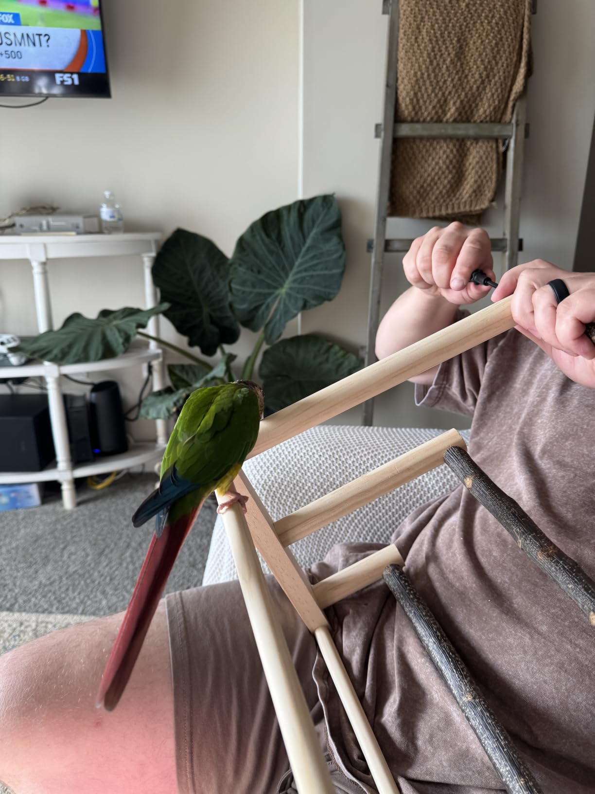 Bird Playground Wooden Parrot Stand for Small and Medium Birds | Feeding Cups, Apple Branch Swing, Chew Toys, Removable Tray, Ideal for Parakeets, Budgerigars, Canaries, Cockatiels customer photo 1