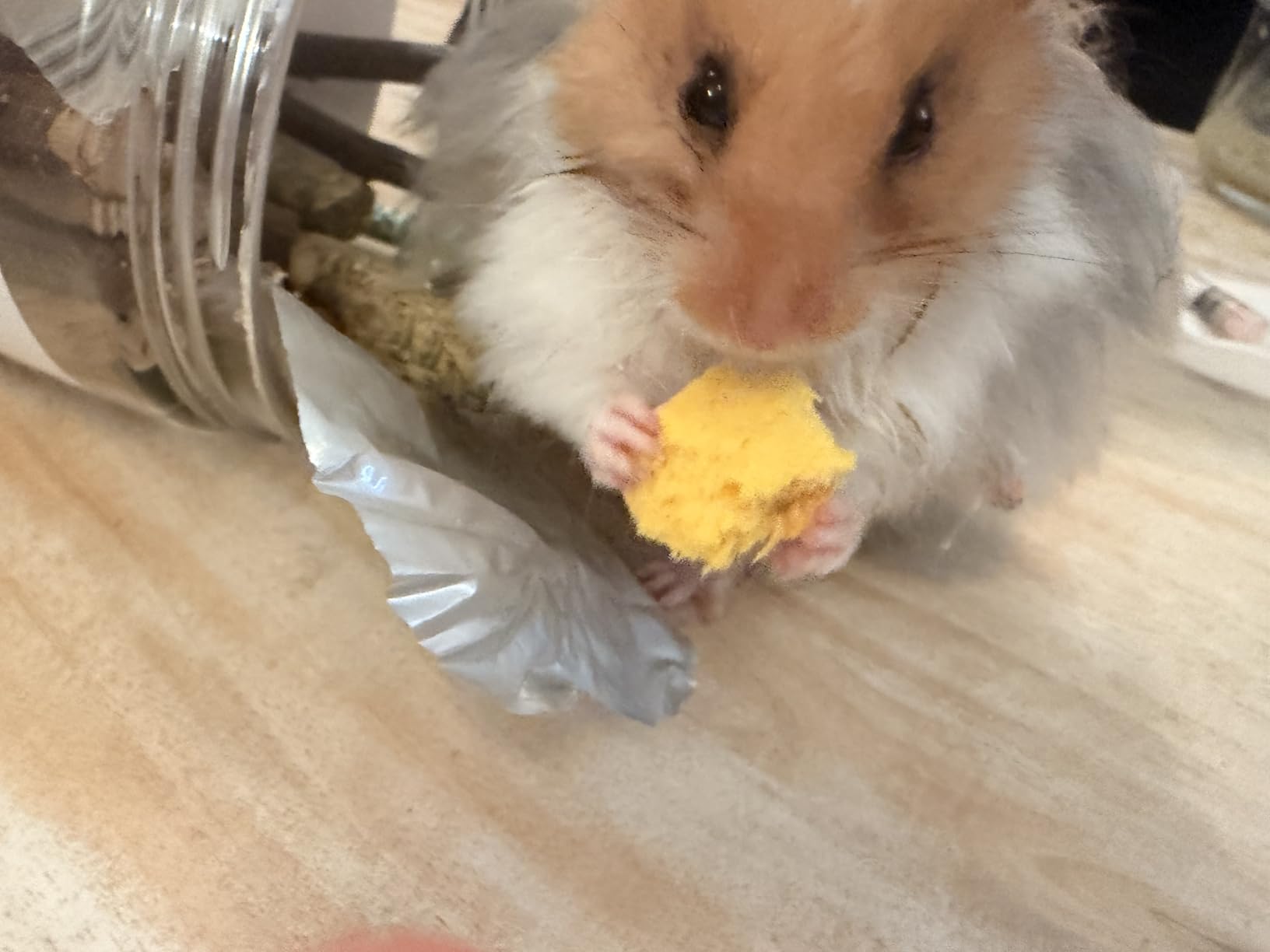 45 PCS Hamster Chew Toys, Natural Boredom Relief and Teeth Trimming Toys customer photo 1